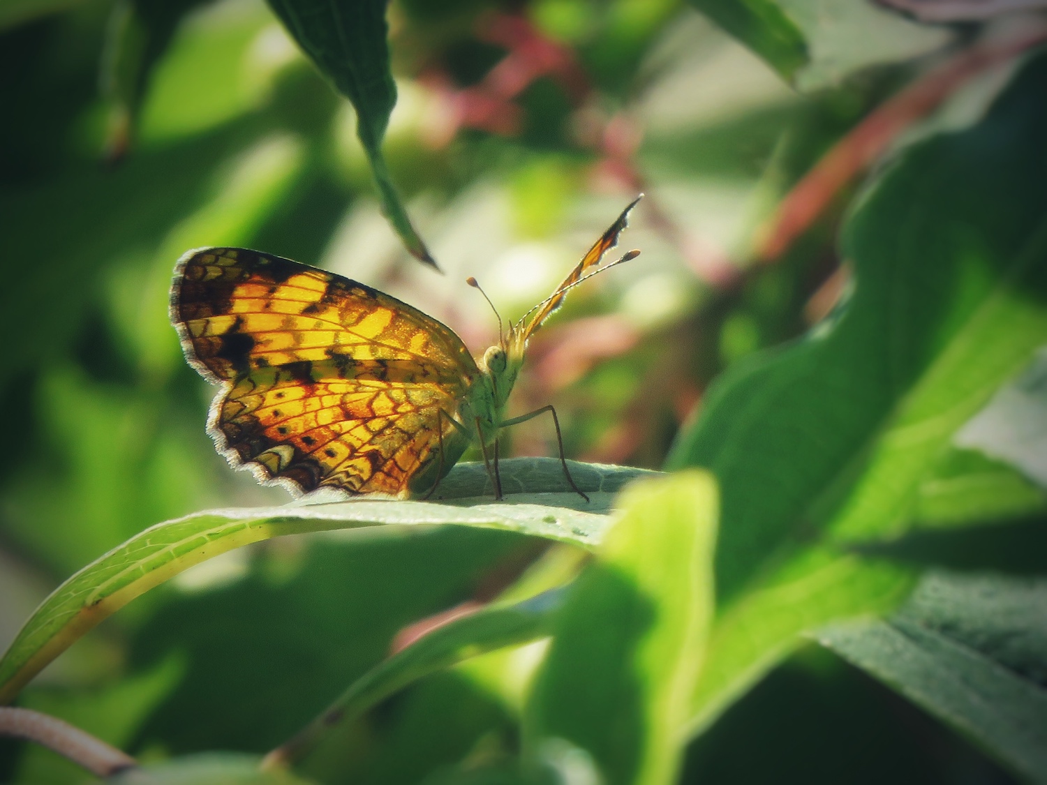 what is butterfly clicking｜TikTok Search