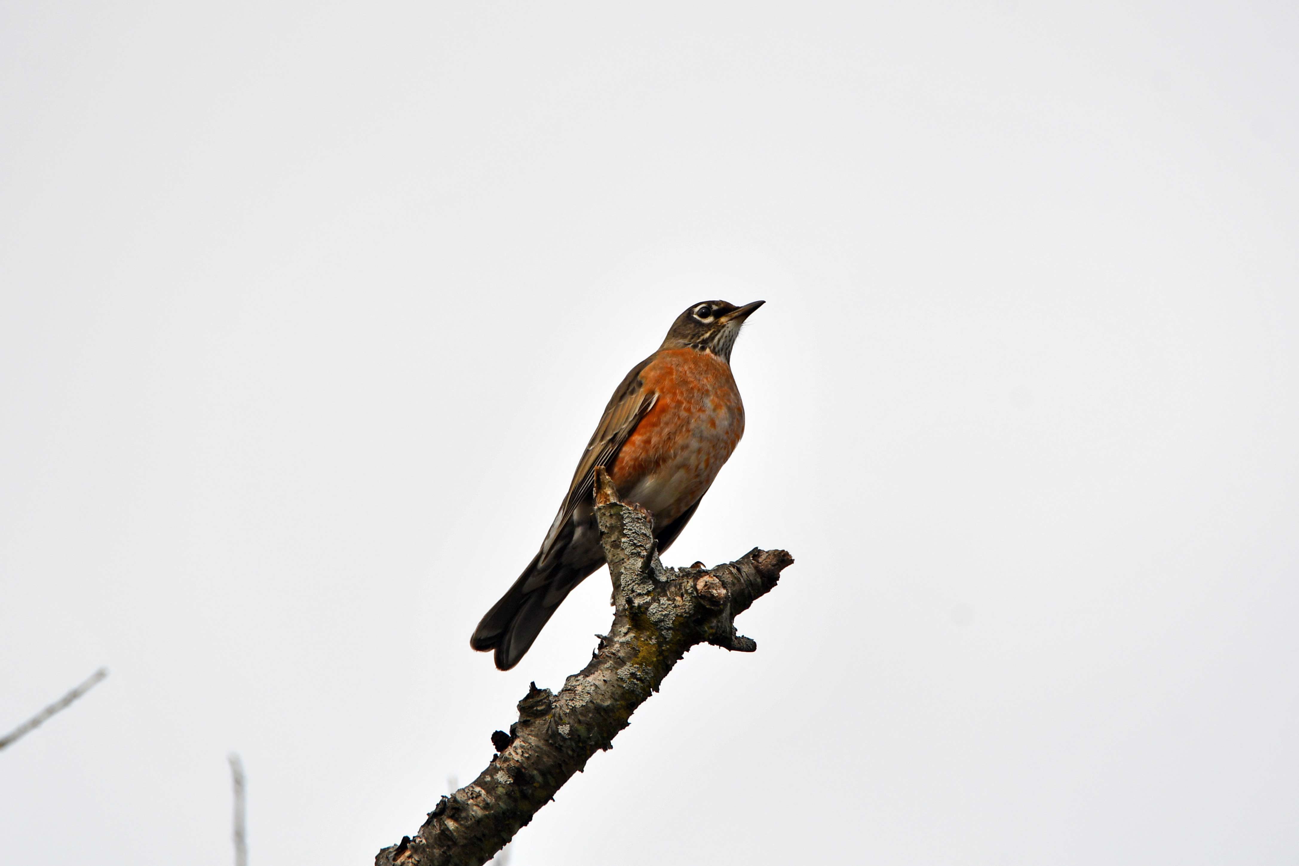 An American robin on a branch.