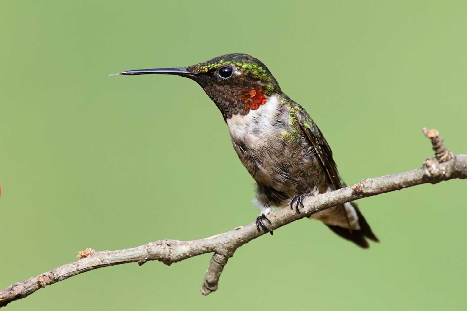 Nature curiosity: When do hummingbirds migrate? | Forest Preserve