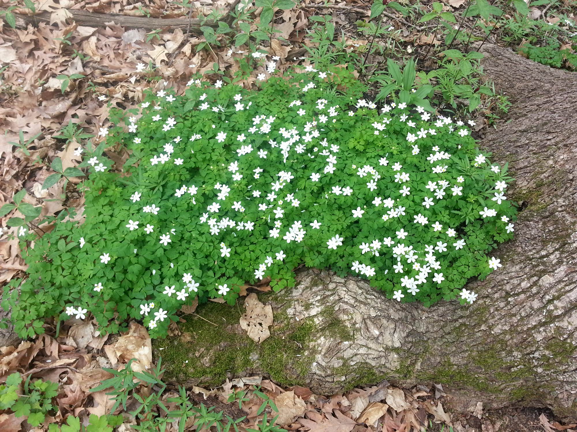 Your Guide To Spring Wildflowers Forest Preserve District Of Will County