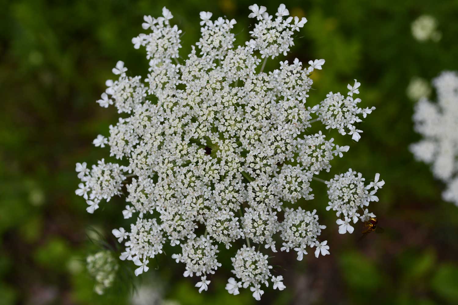 Wild carrot flower blooms.