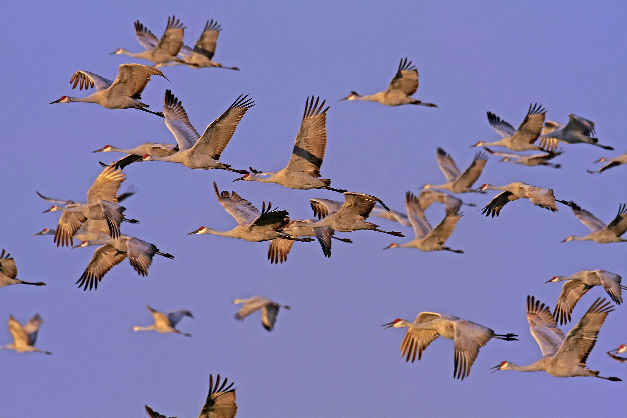 Sandhill cranes in flight.