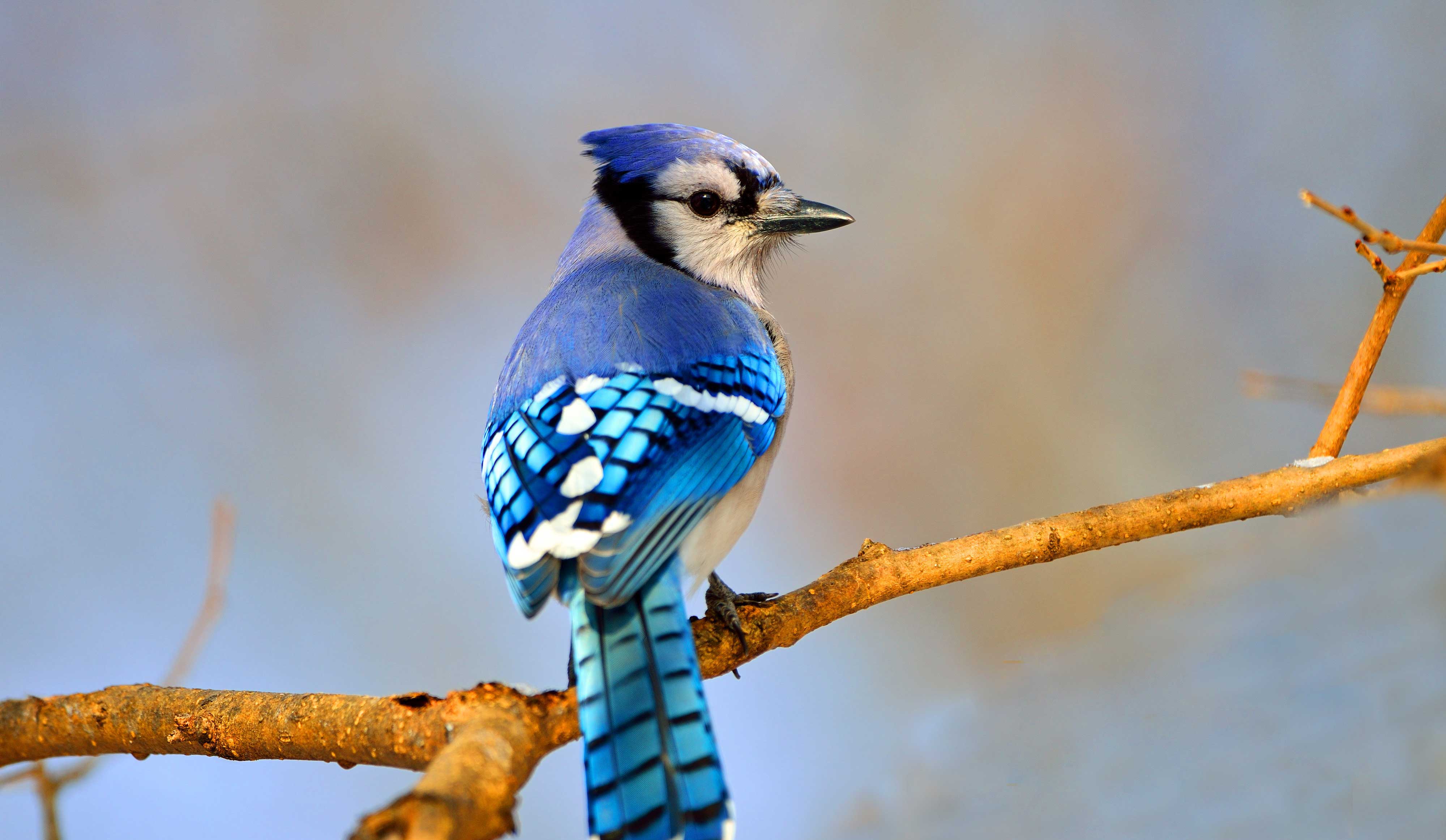 Blue jay perched on a branch