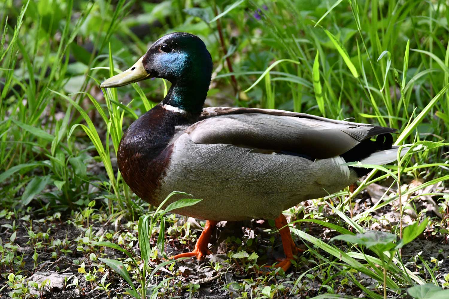 Male mallard standing in tall grasses.