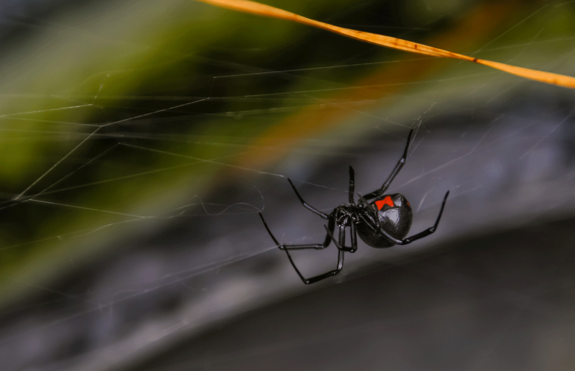 A black widow spider in its web.