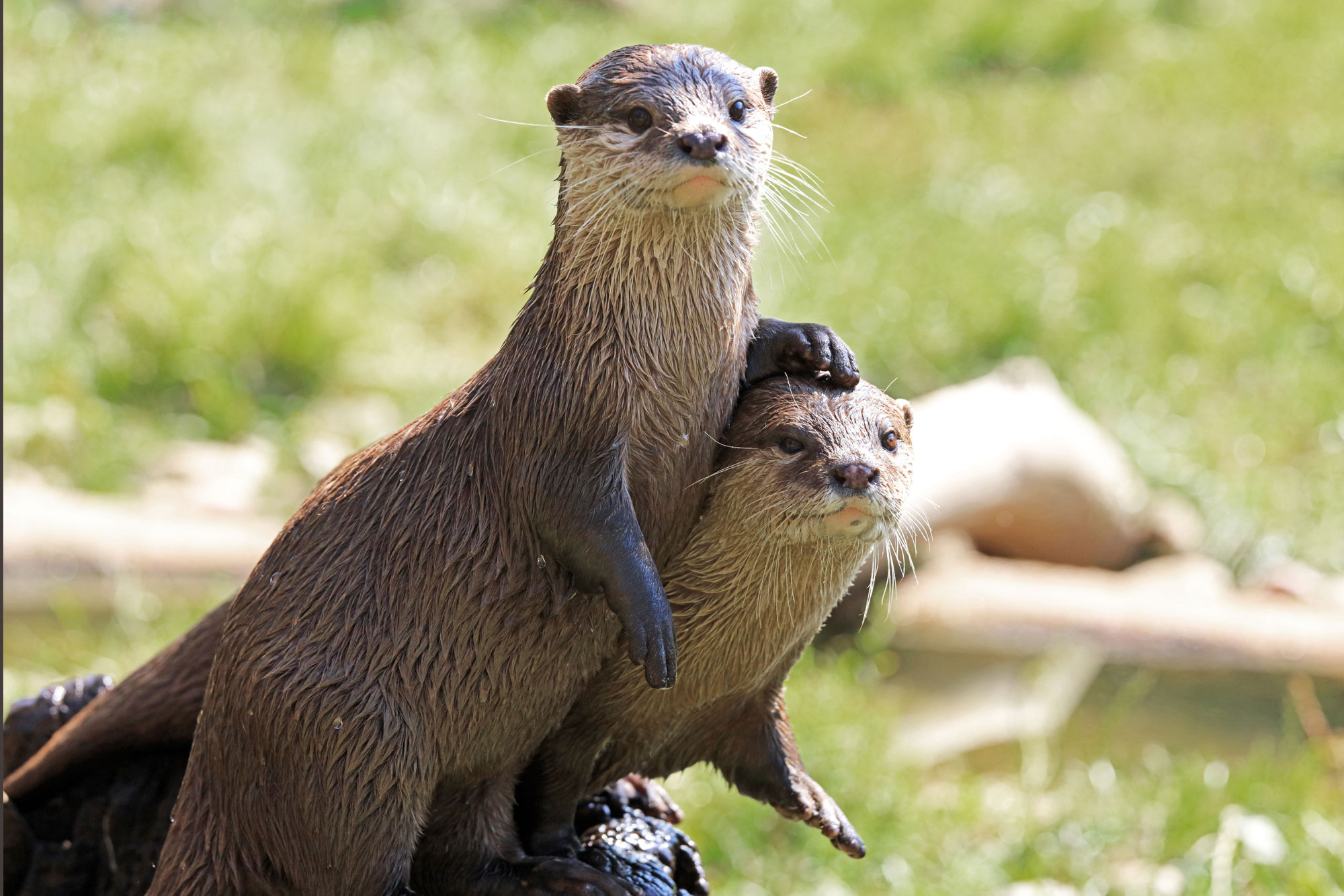 Otter ShannonRayat   River Otter Shutterstock 