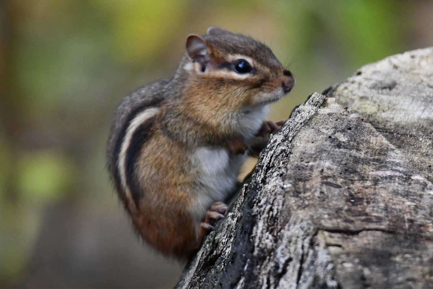 Chipmunk climbing up the side of a tree stump.