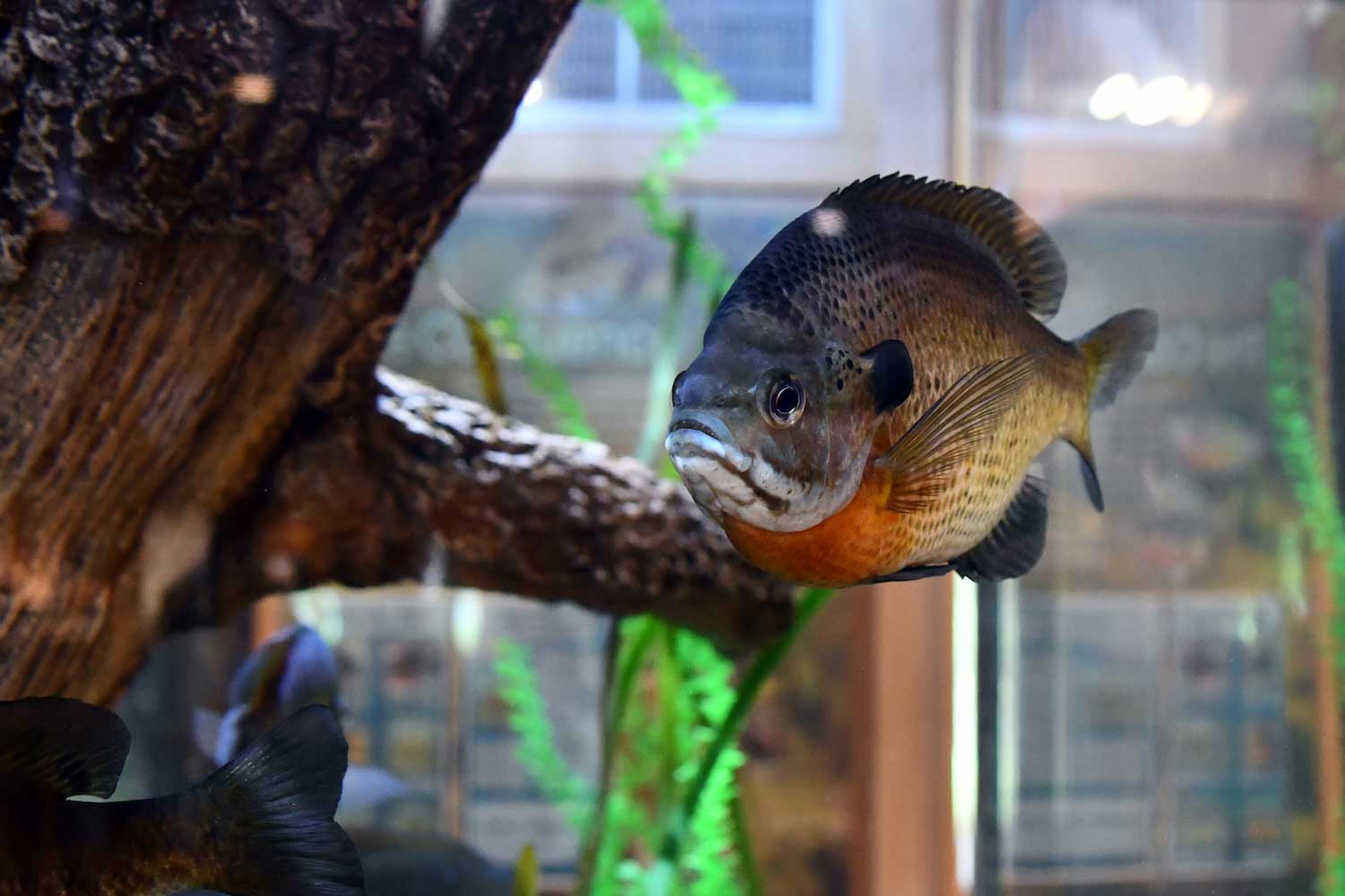 A fish swimming in a large aquarium.