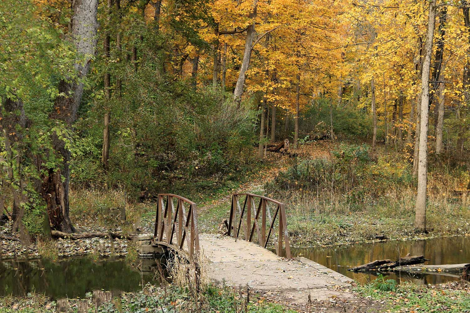 A bridge spanning a creek in a forest with fall colors of orange and yellow.