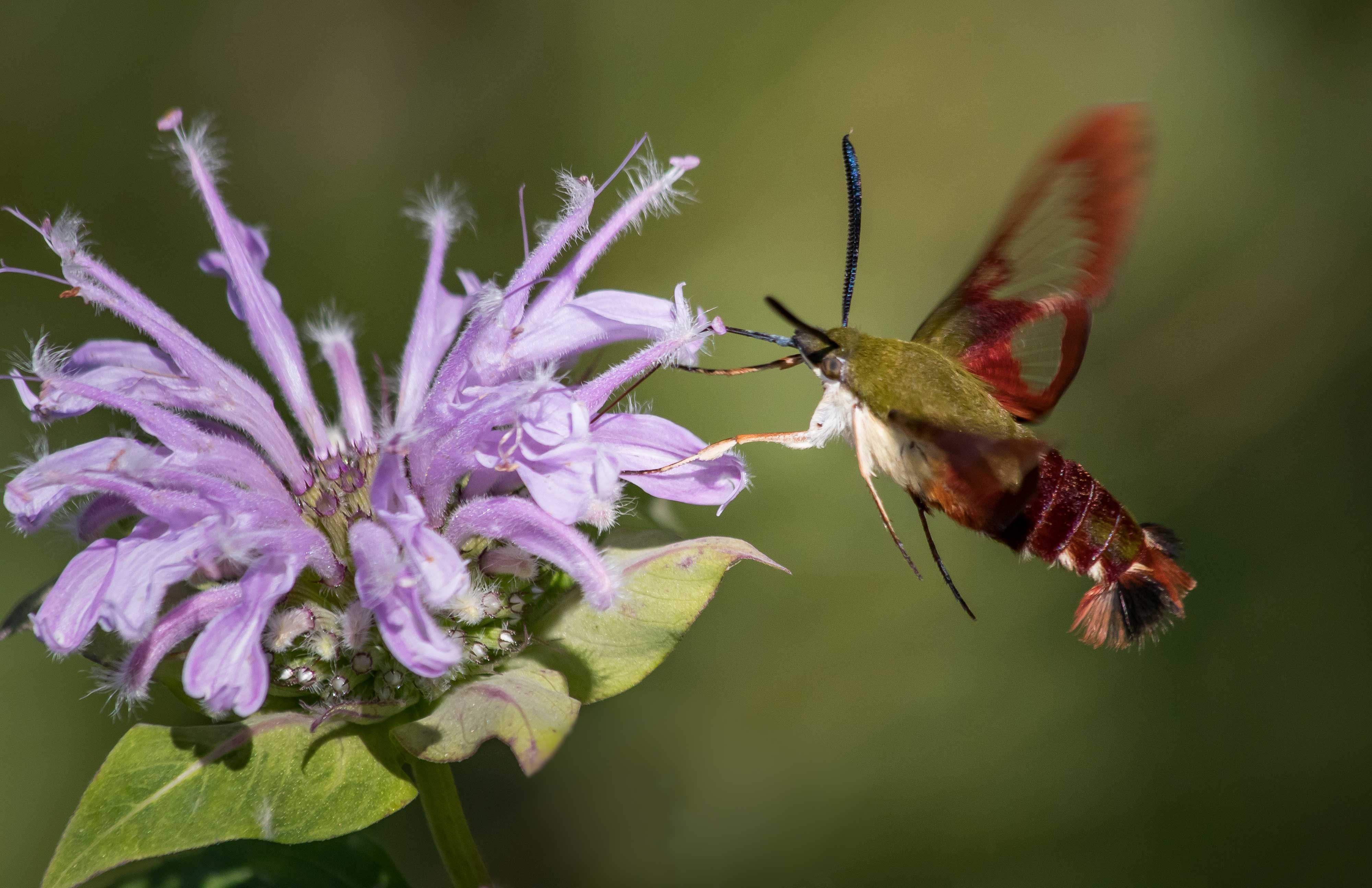 Sphinx Moths (Hawk Moths)  Missouri Department of Conservation