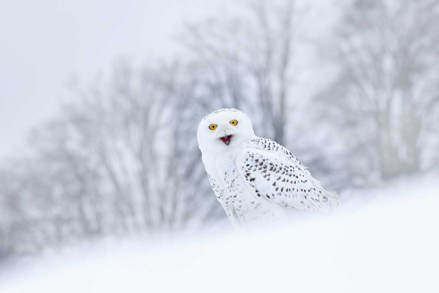 A snowy owl on the snowy ground with bare trees in the background.