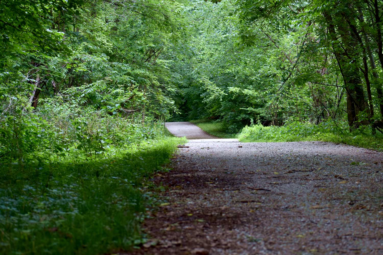 Trail lined with grasses and trees.