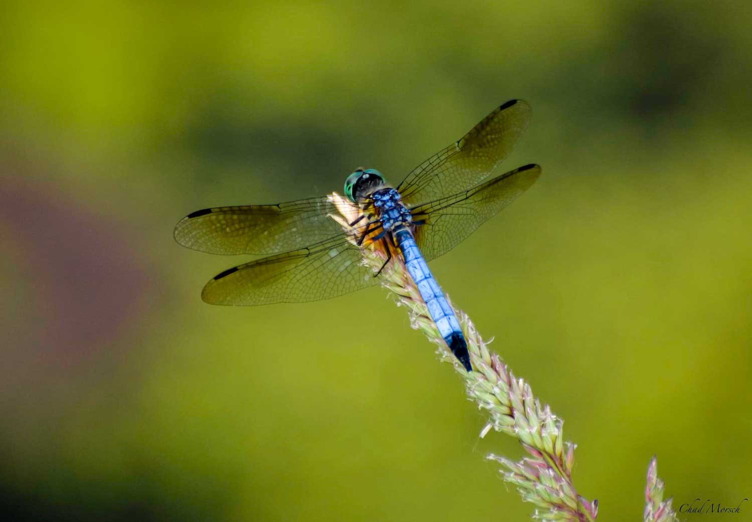 Too many mosquitoes in your yard? Attract dragonflies | Forest