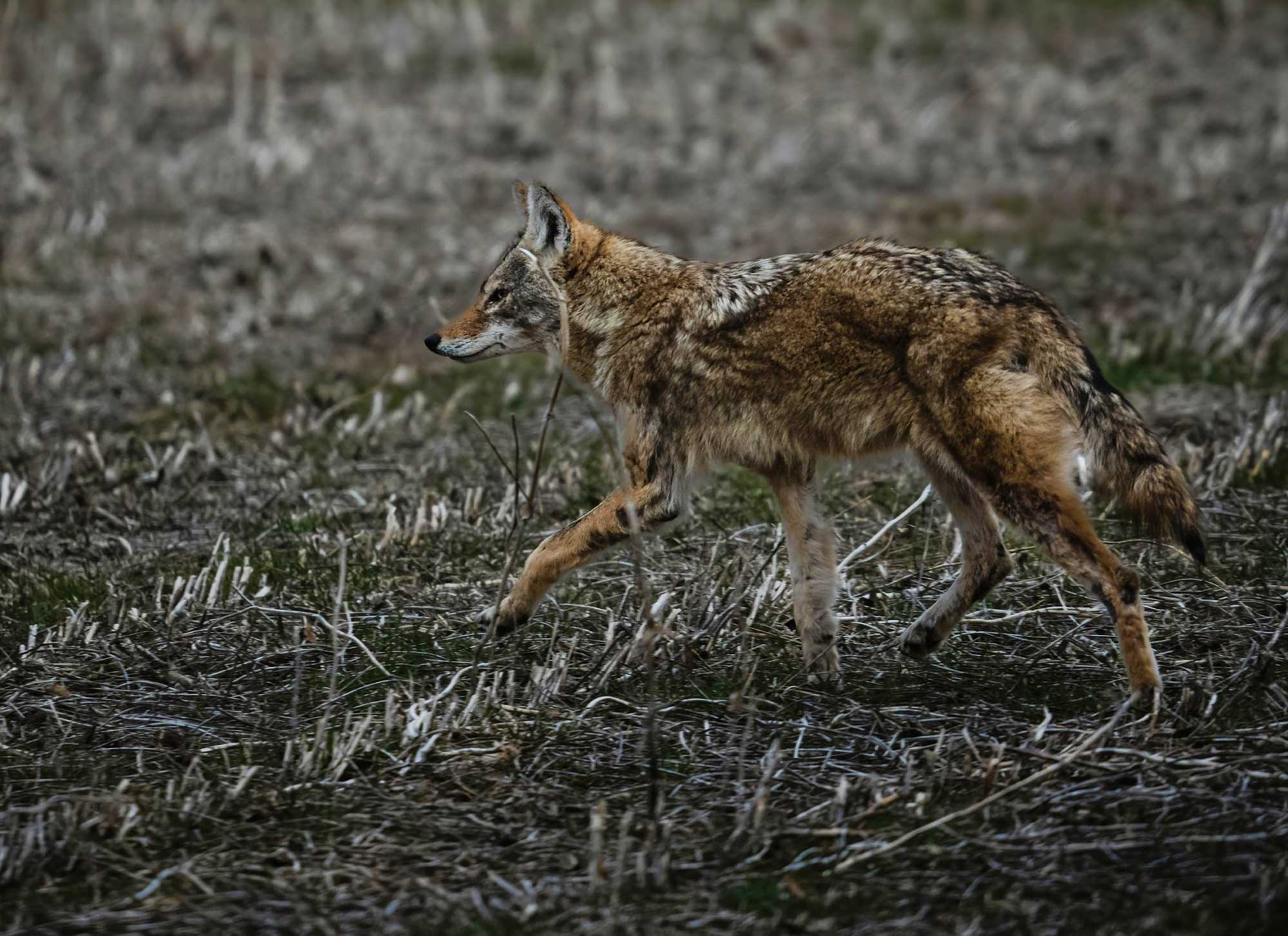 A coyote walking through a prairie.
