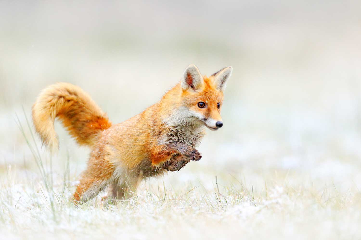 A red fox standing on its back legs as it leaps forward in a grassy habitat.