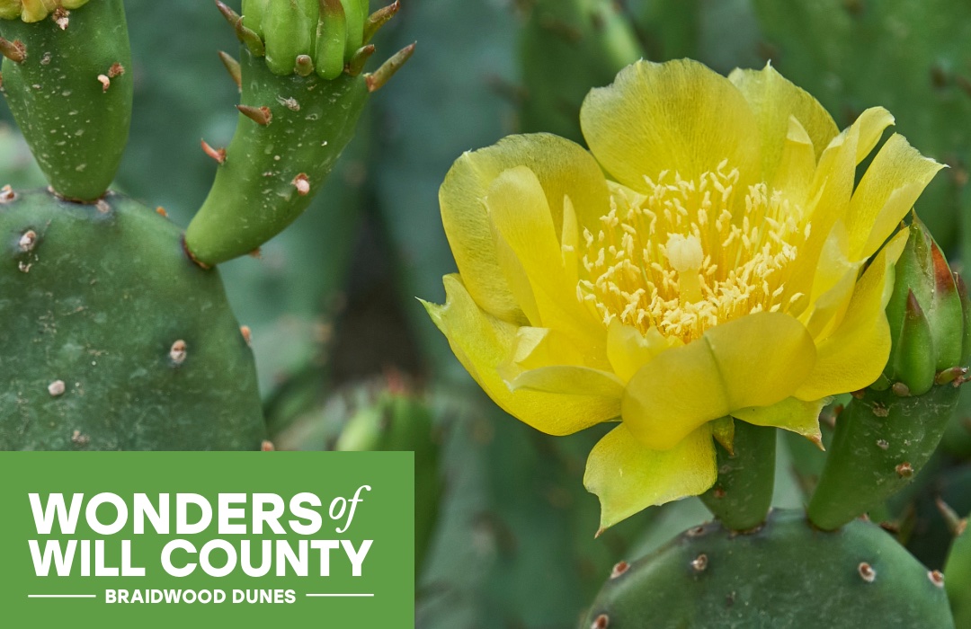 The yellow blossom of a prickly pear cactus.