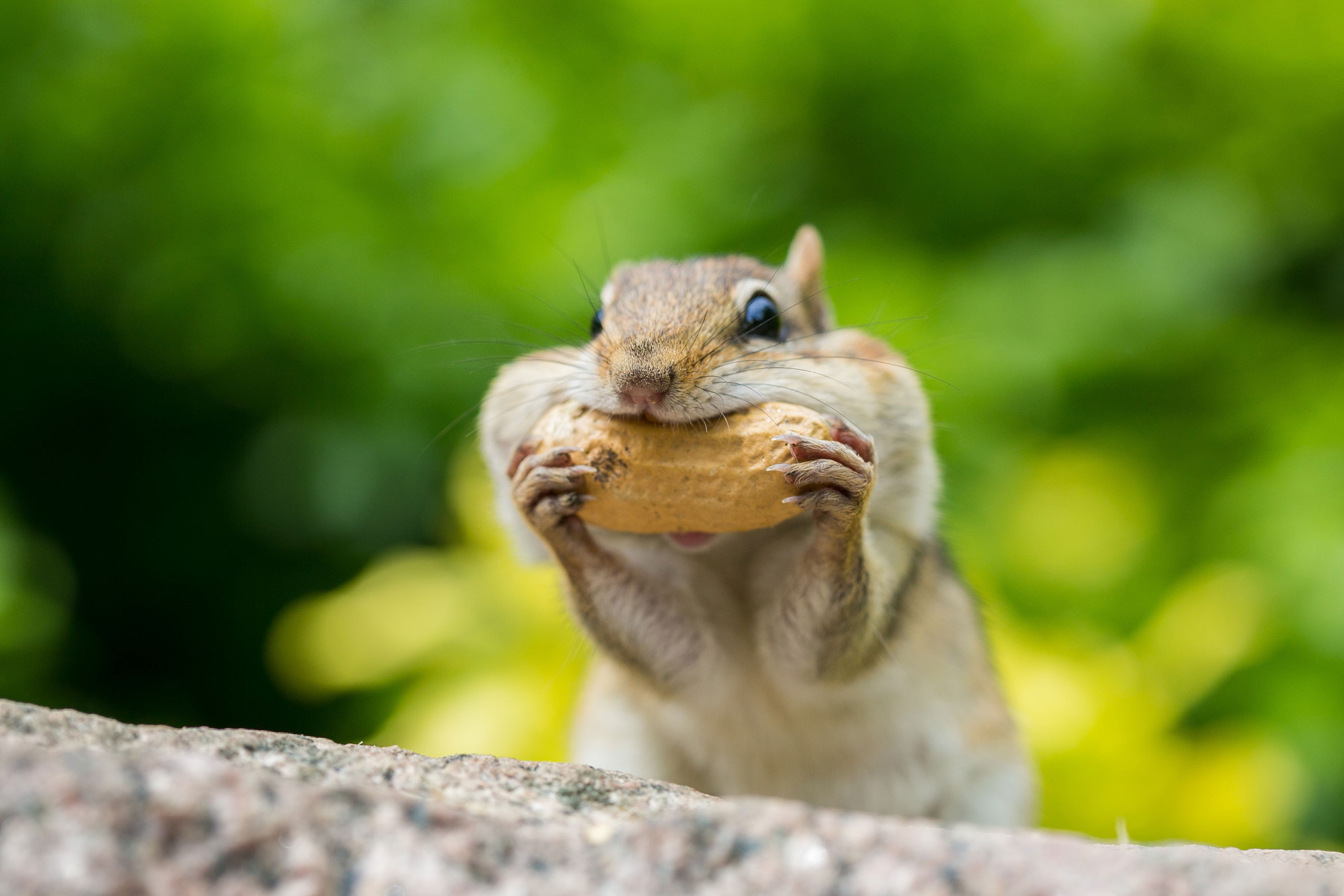 Chipmunk Removal Chicago  Chipmunk Trapping & Control