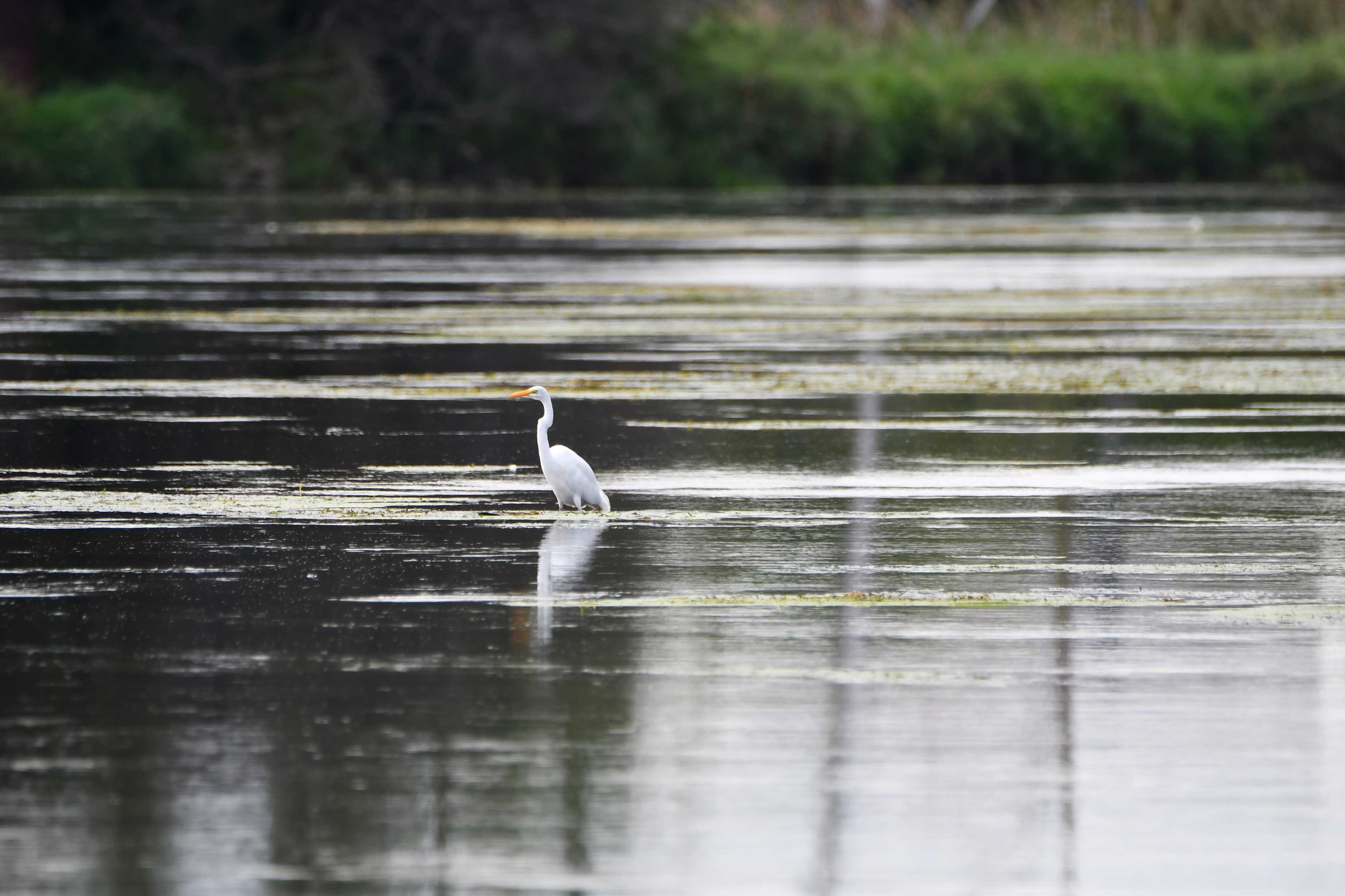 An egret stands in shallow water