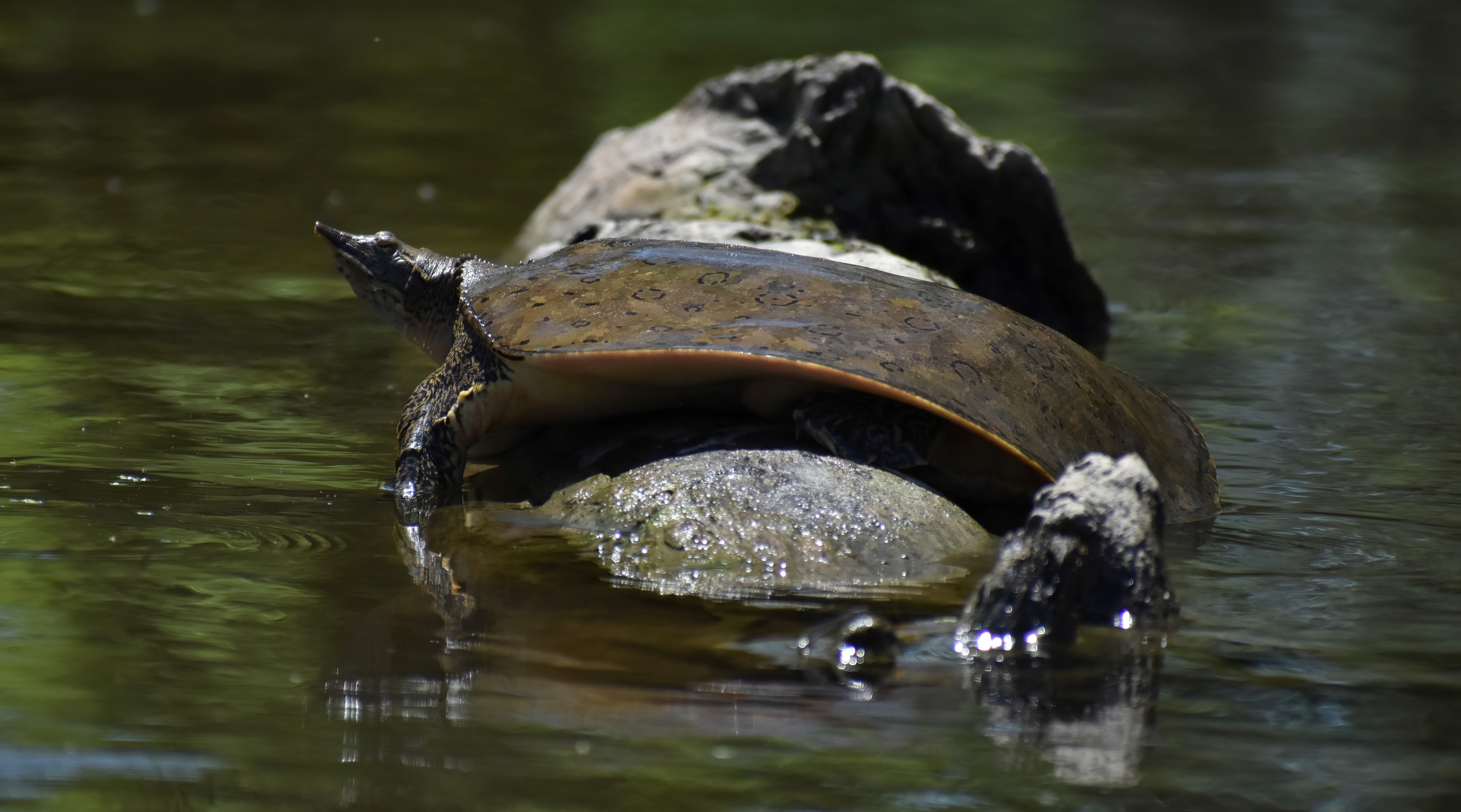 Turtle soup threatens future of reptile in Illinois, 11 other states, MyStateline