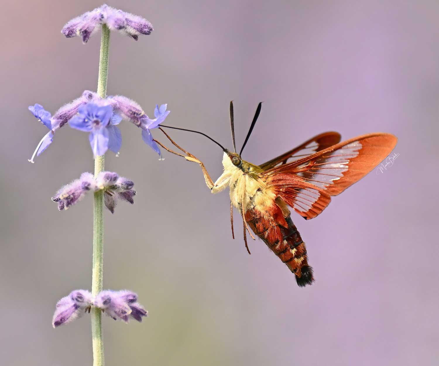 A hummingbird clearwing moth collecting nectar from a purple flower.