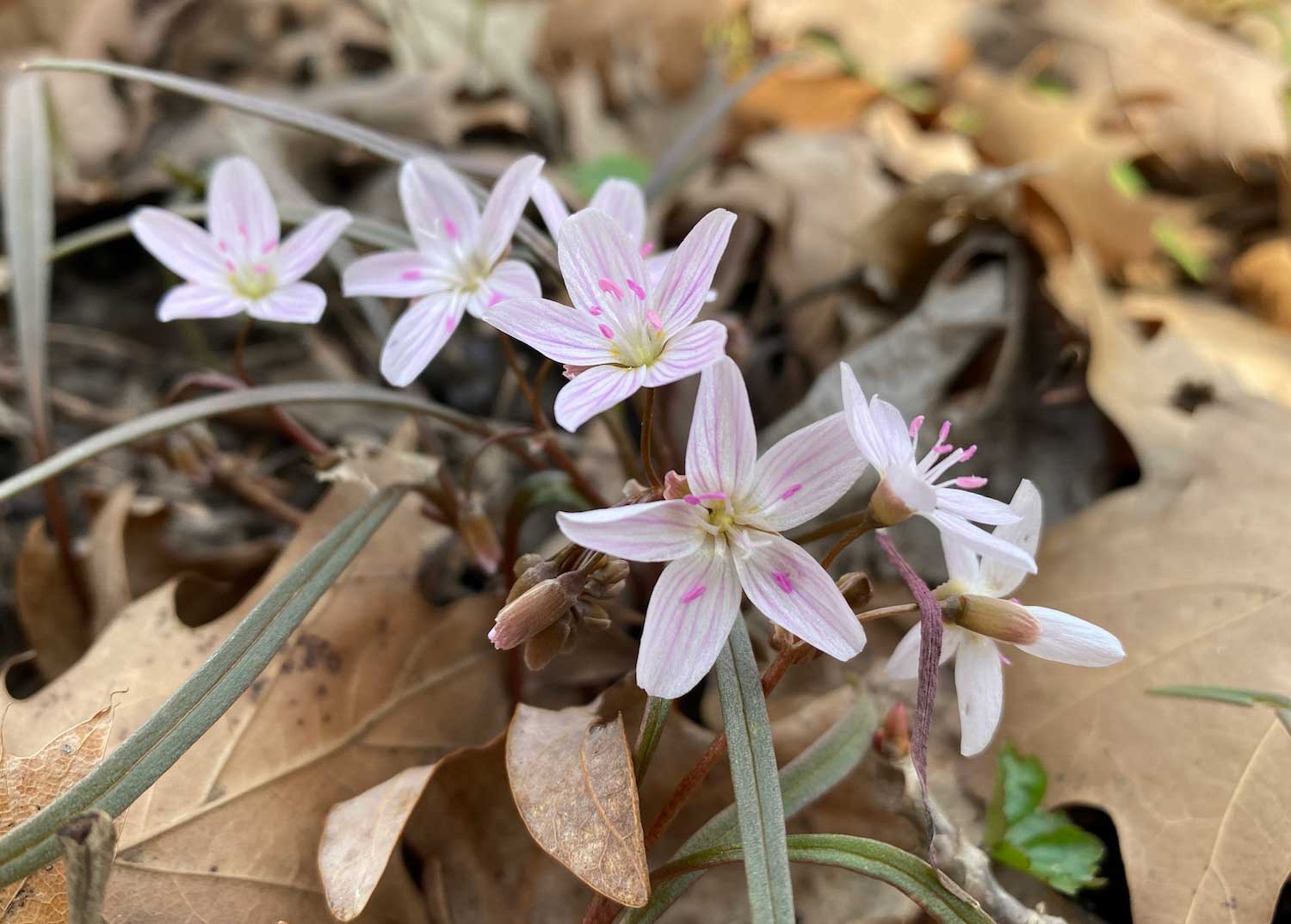 Pink spring beauty blooms surrounded by brown leaves.