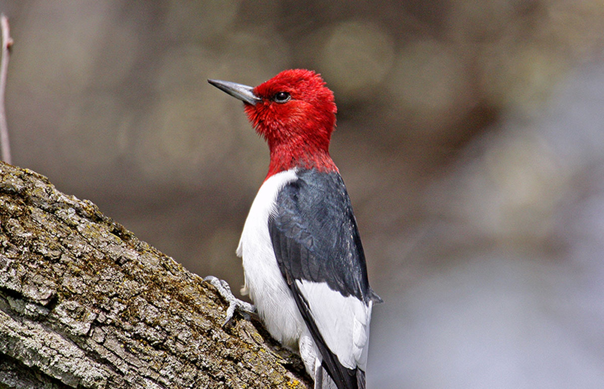 Red-headed Woodpecker