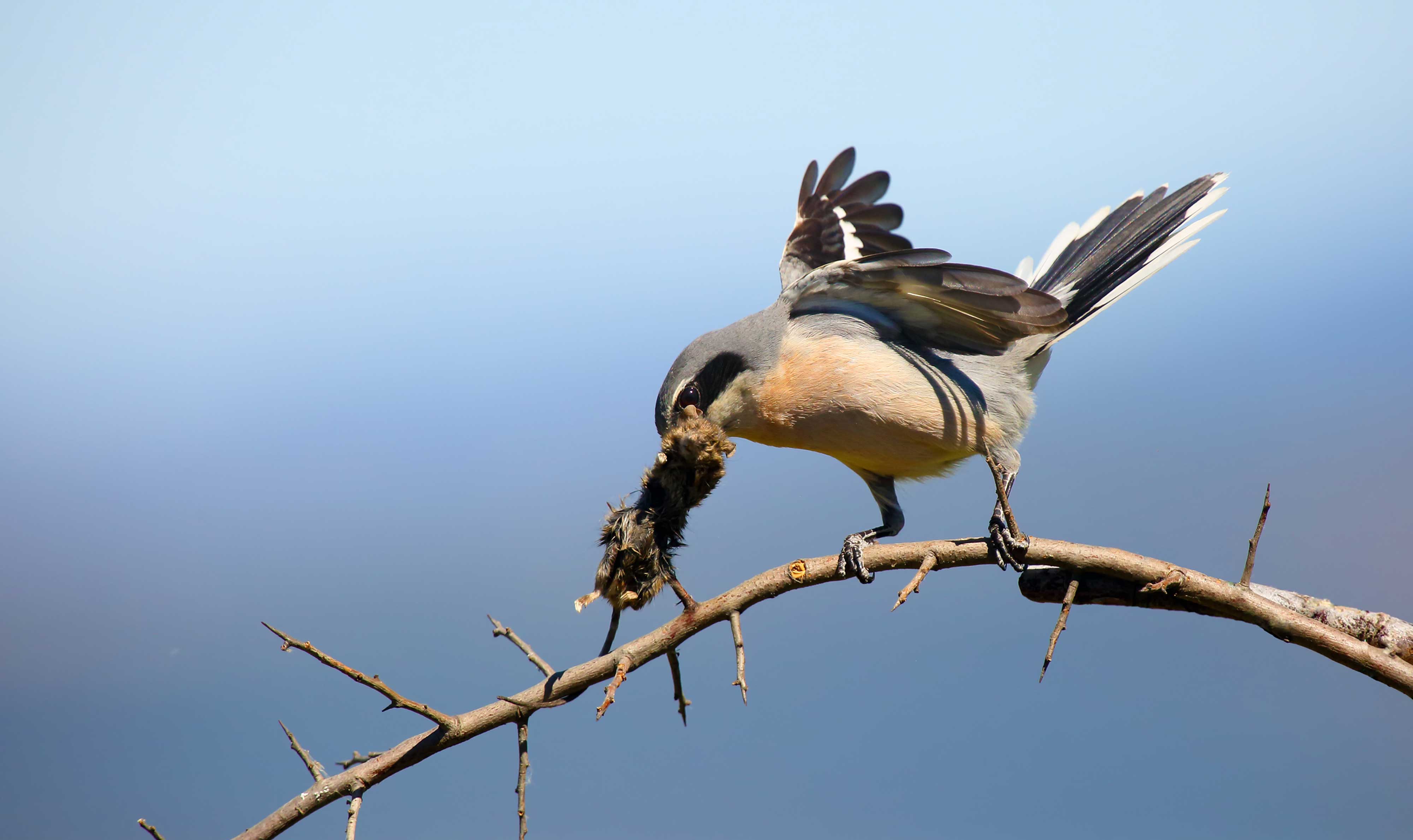 Northern shrike with its prey in its mouth