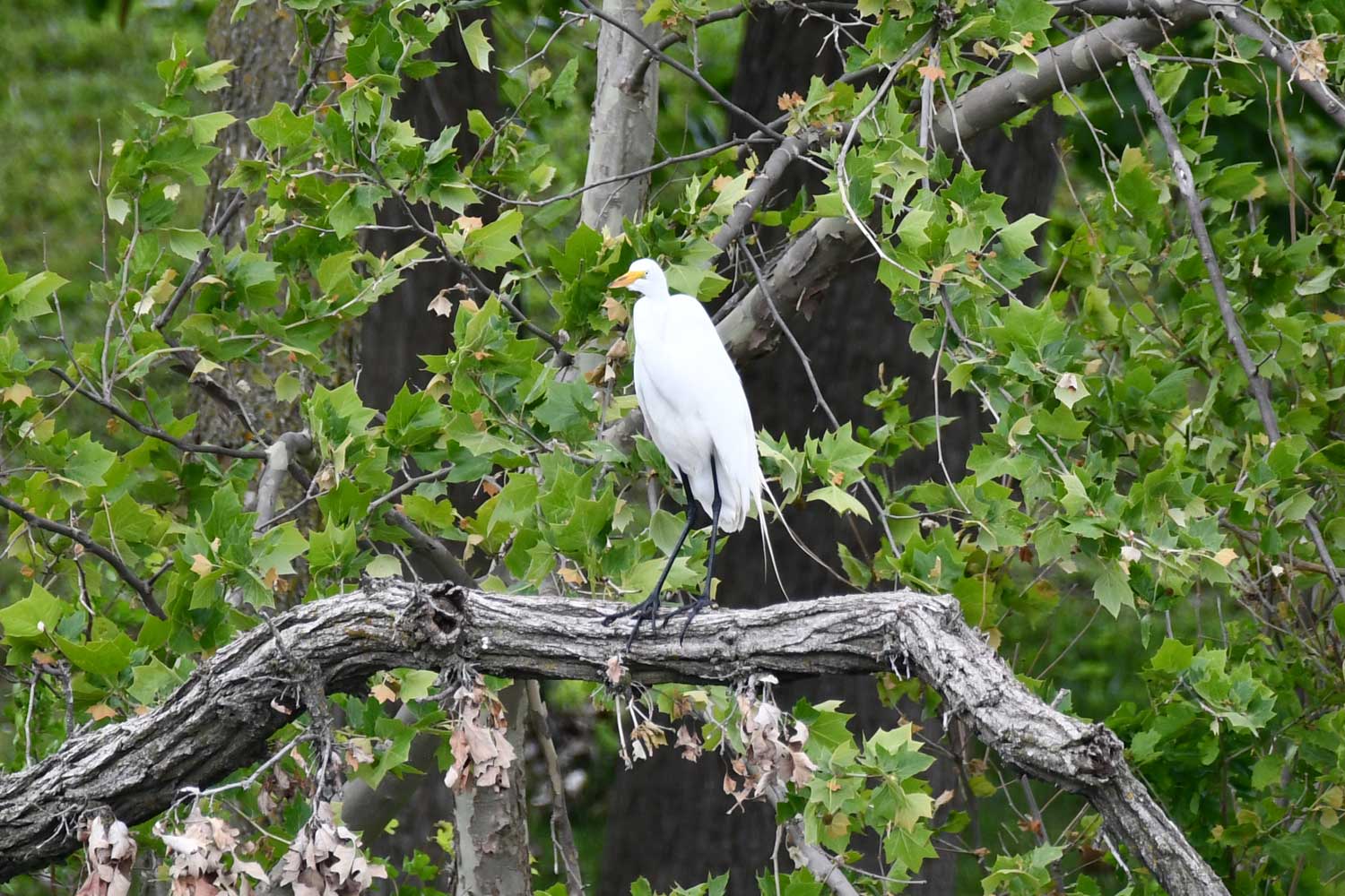 Great egret perched on a branch with leaves in the background.