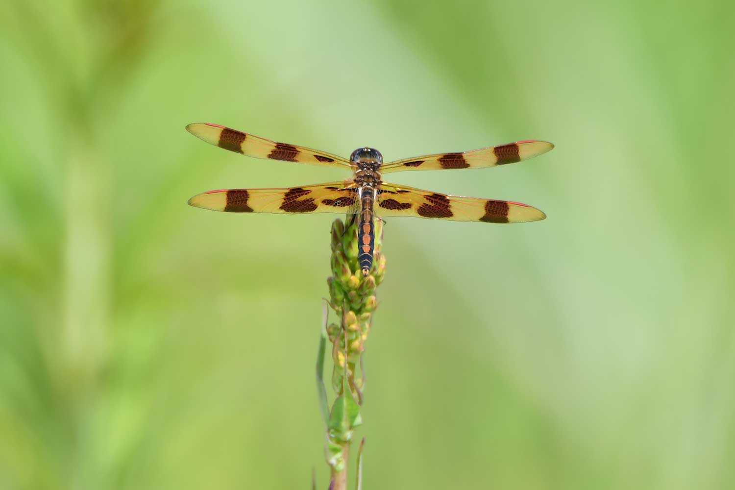 A Halloween pennant dragonfly perched atop a plant.