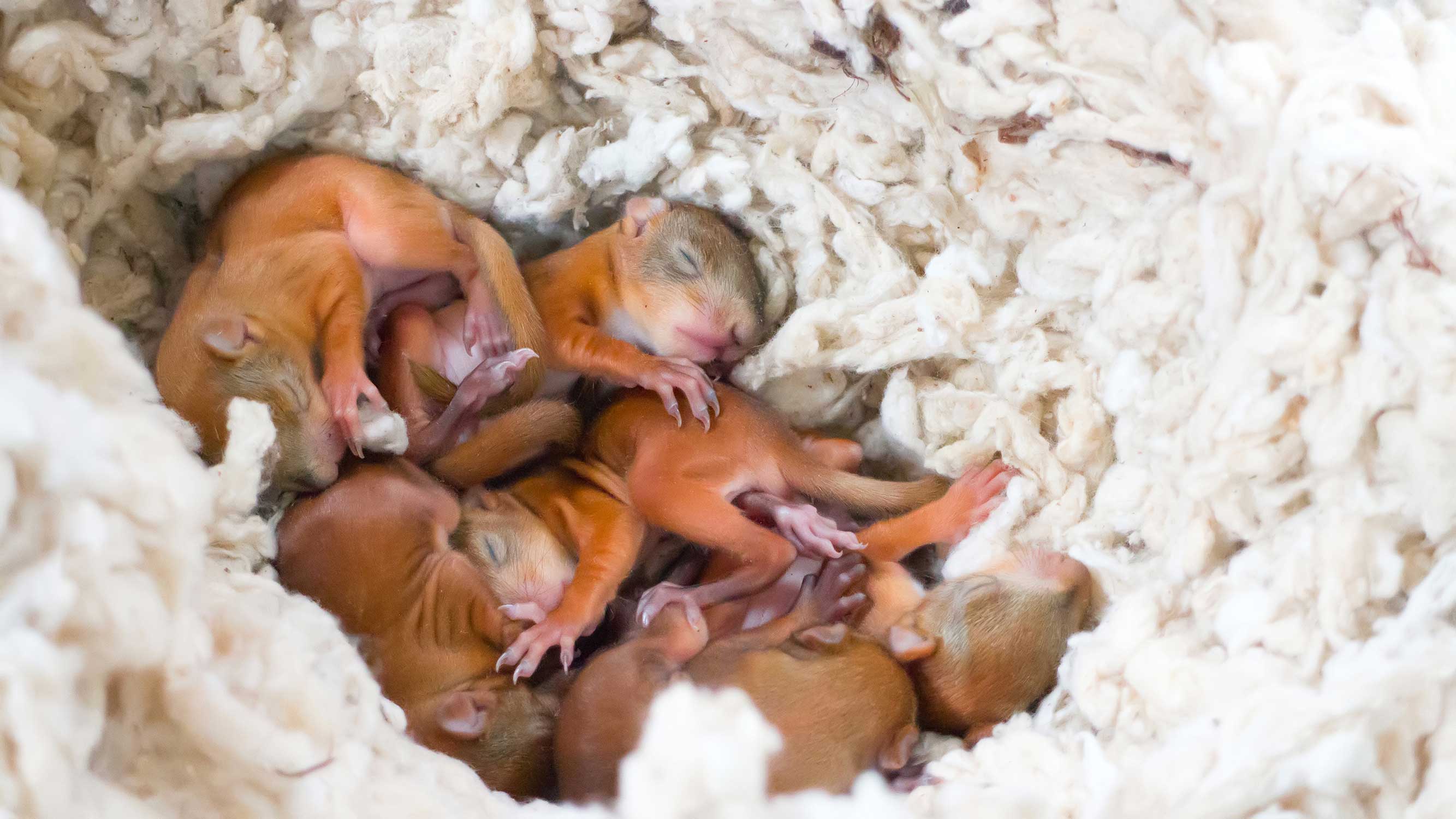 A group of baby squirrels with their eyes closed.