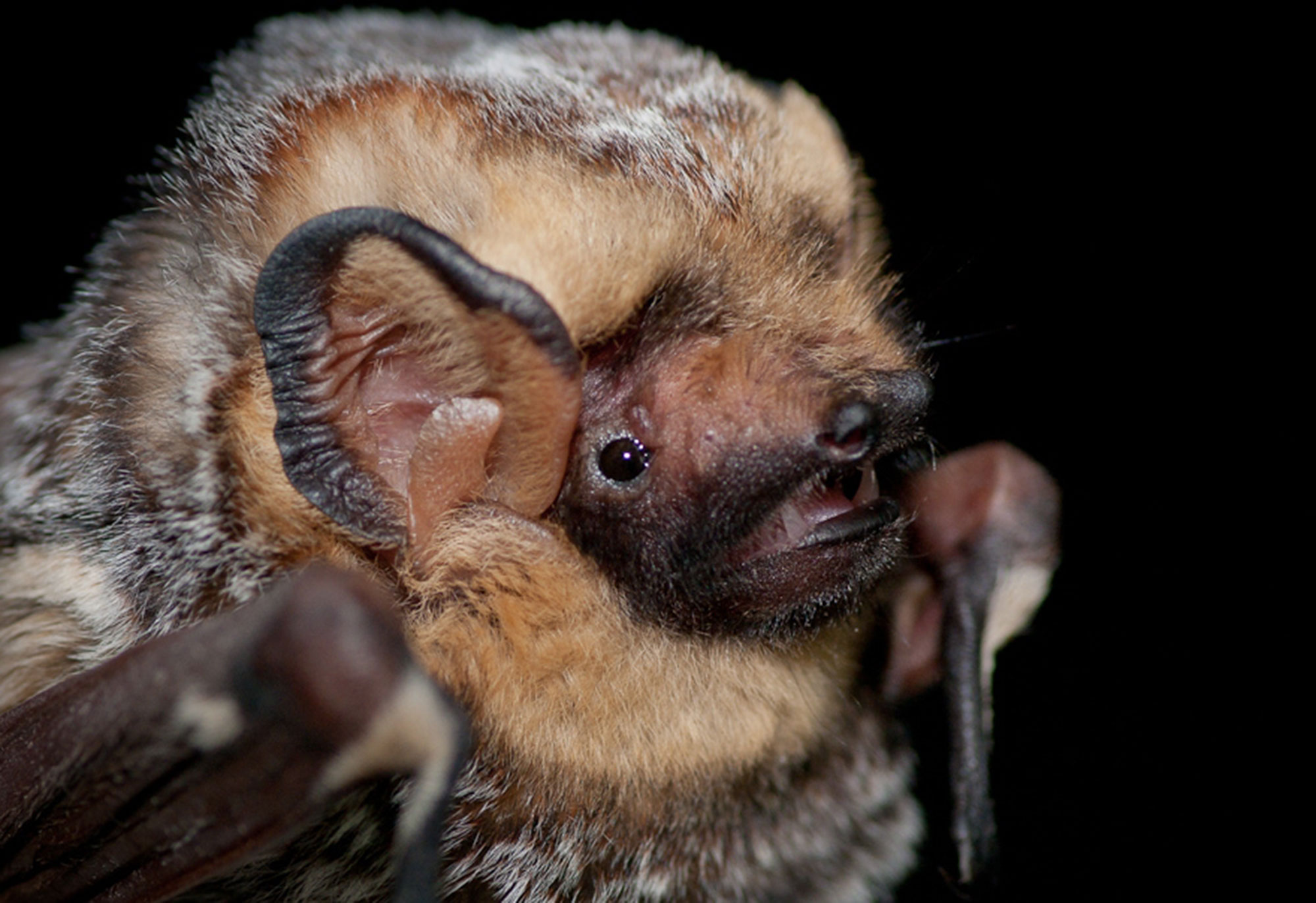 Close-up of a hoary bat.