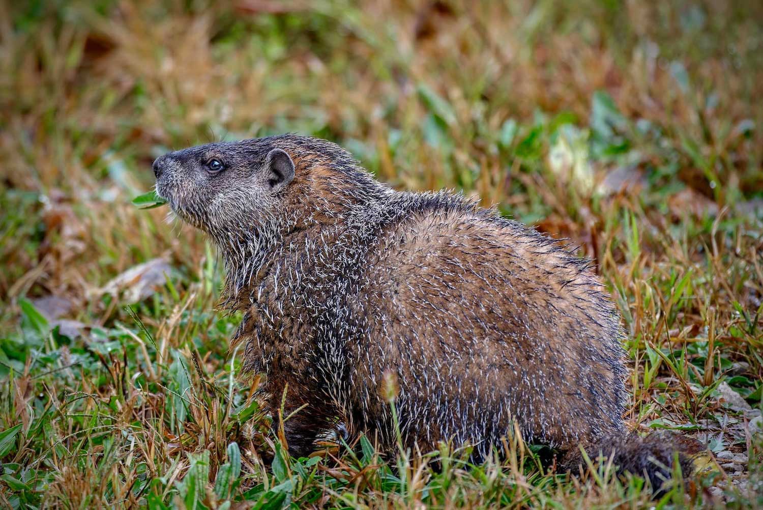 A woodchuck eating leaves in the grass.