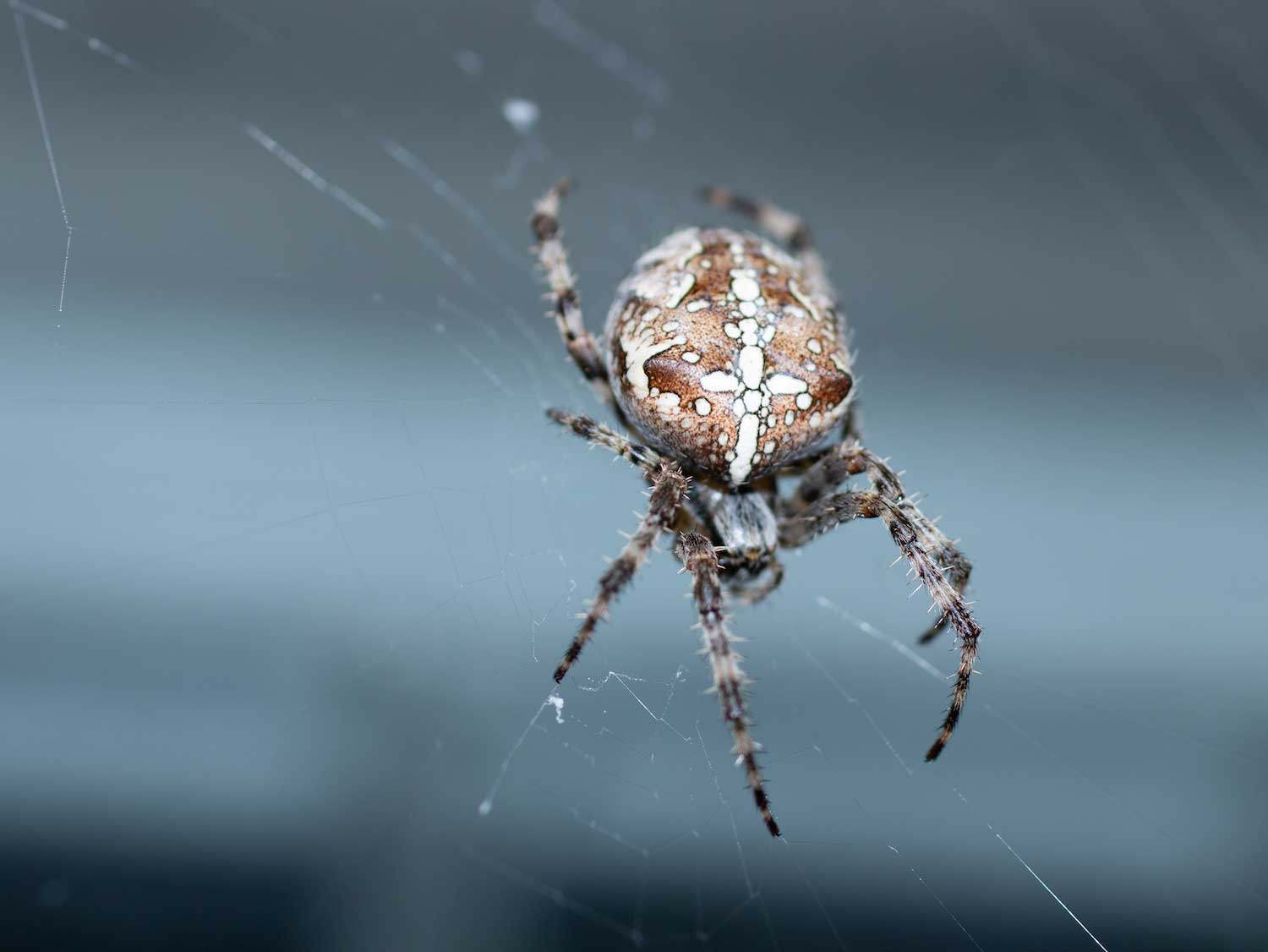 3 Interesting Facts About Spiders