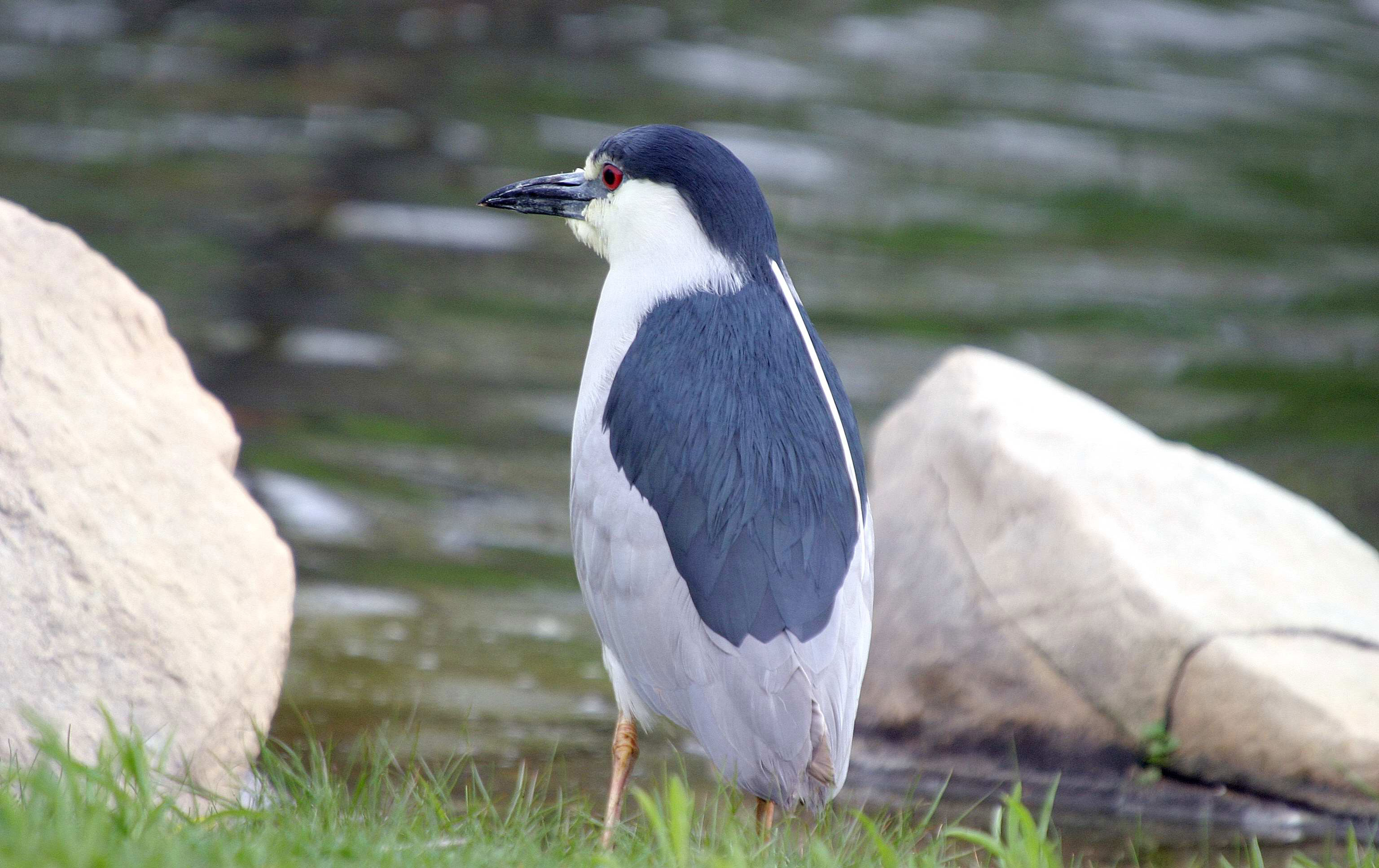 A black-crowned night heron standing in grass.