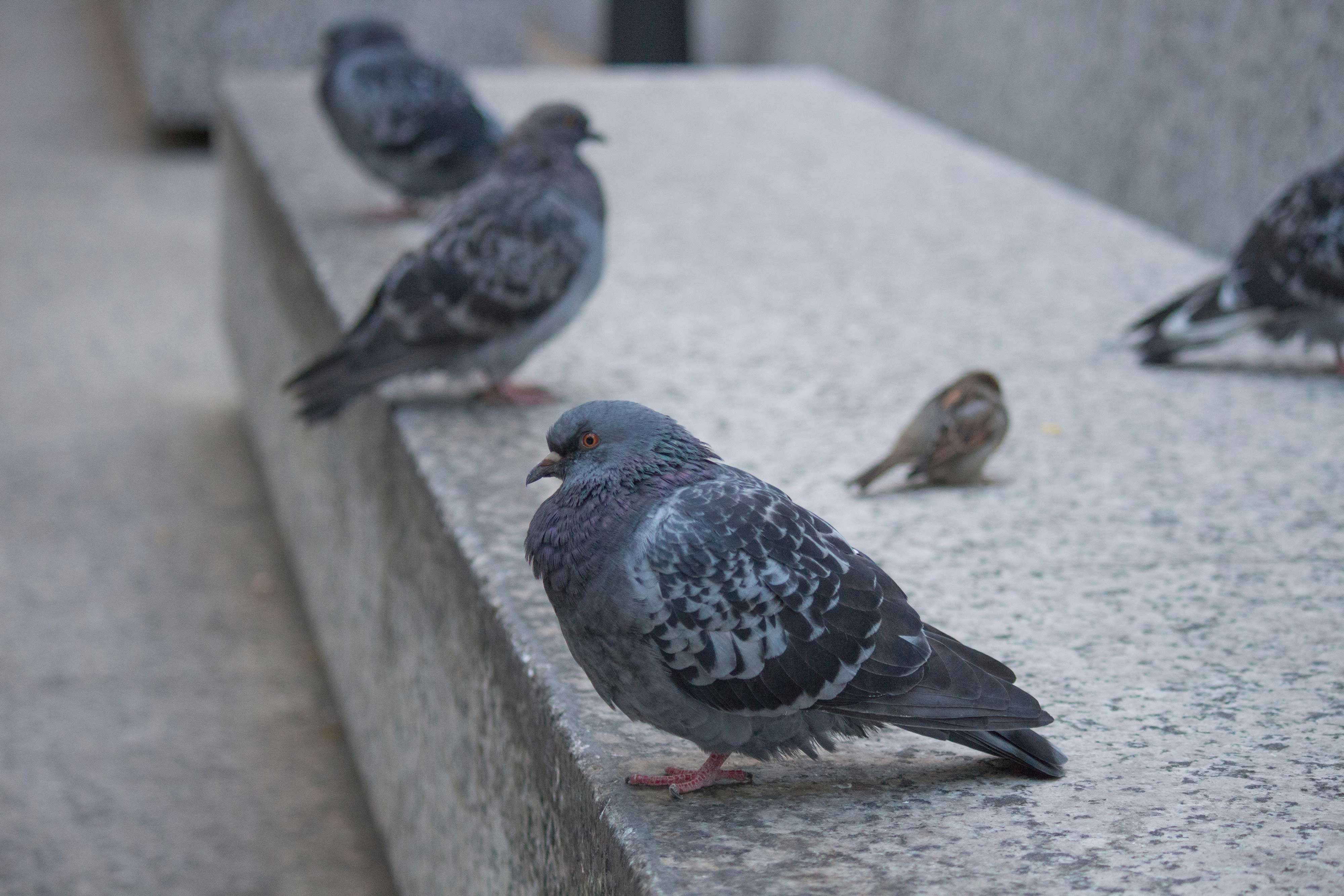 Pigeons on a concrete ledge
