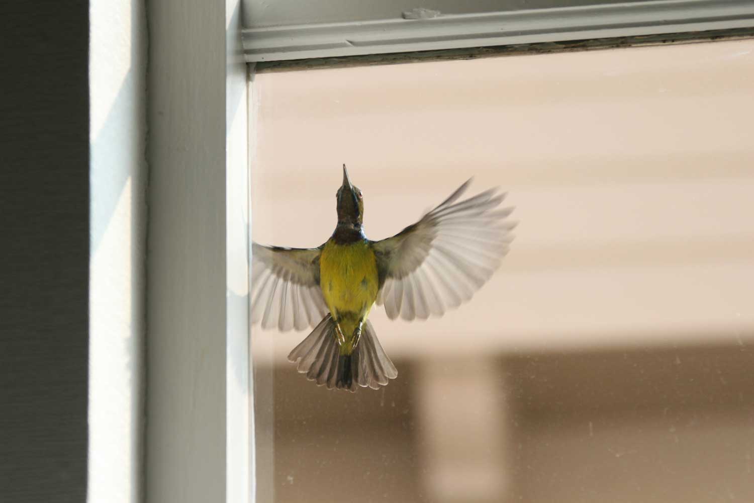 Bird Keeps Flying Into Living Room Window