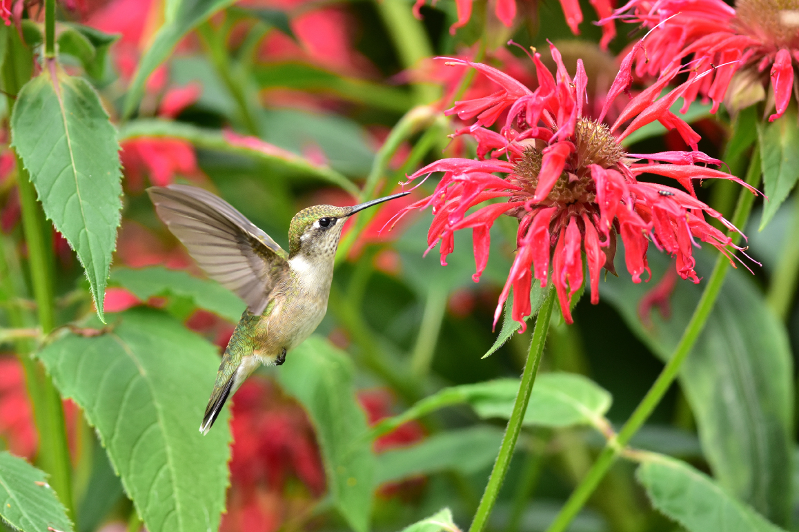 A ruby-throated hummingbird sipping nectar from a flower.