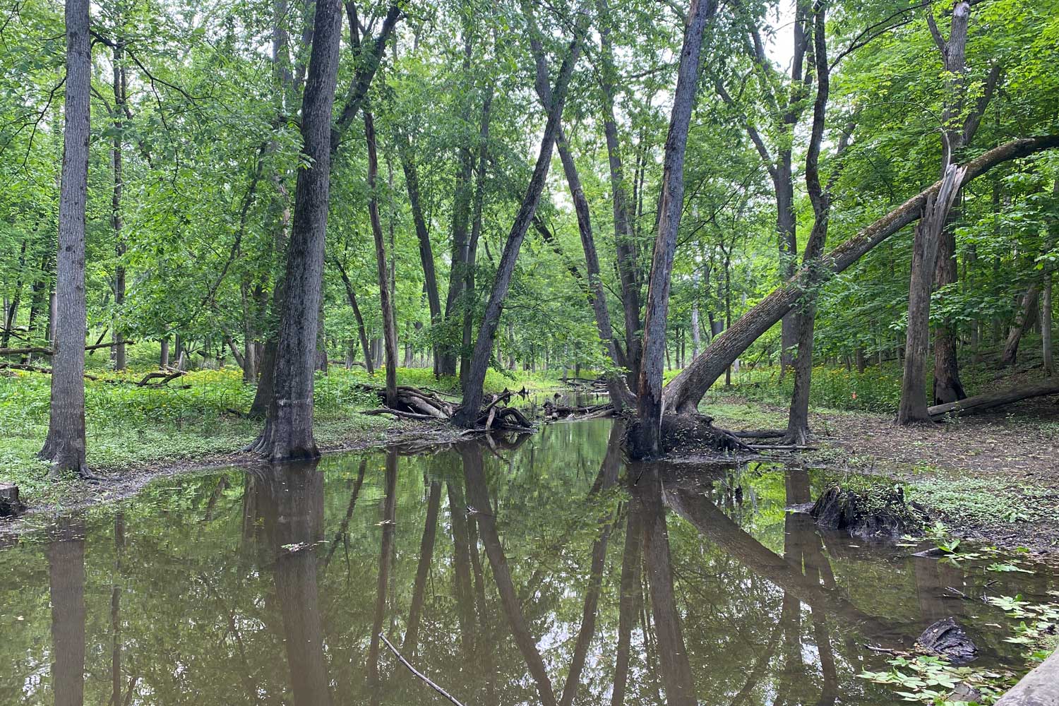 A creek running through a forest.