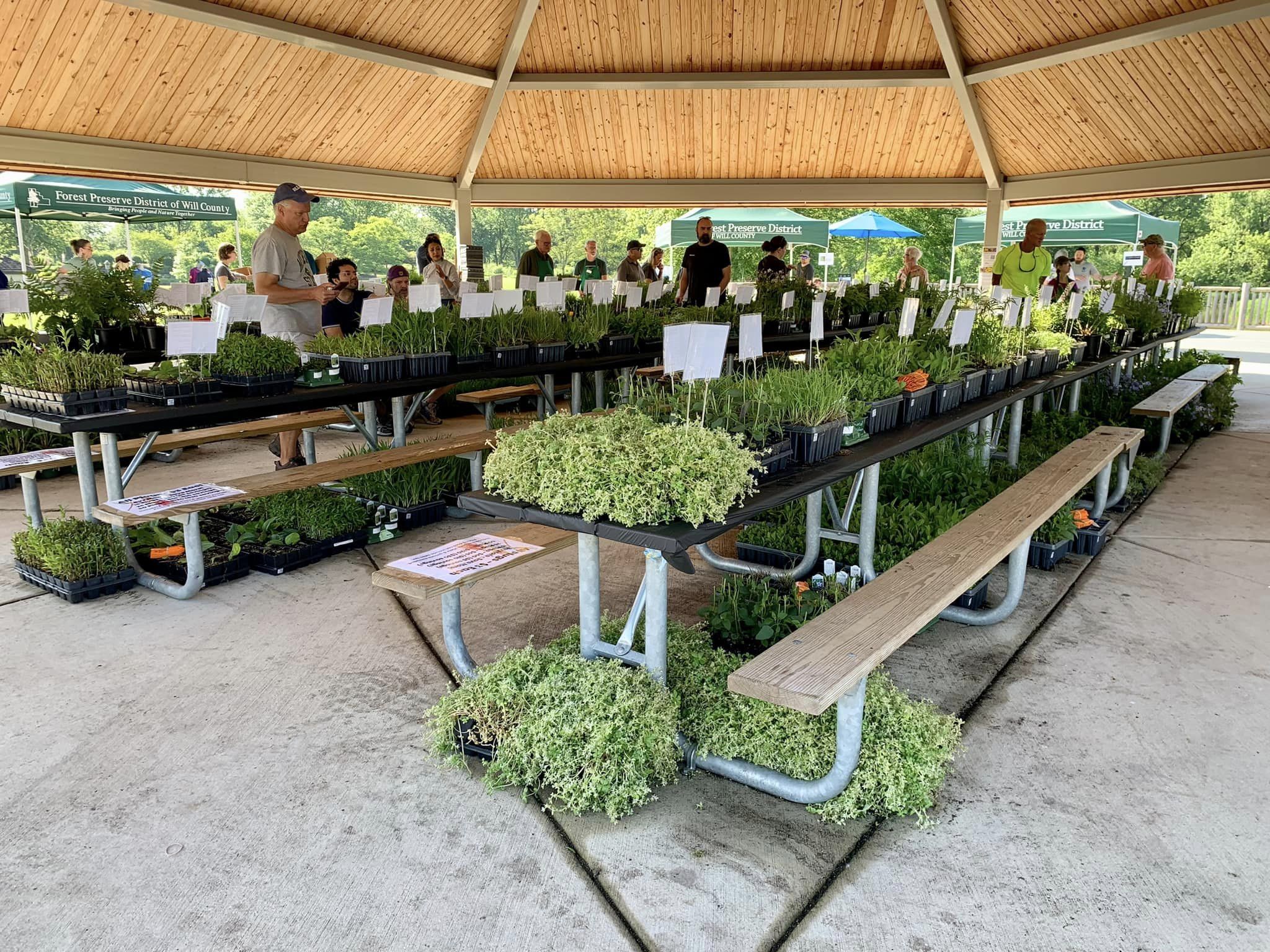 Various native plants arranged on picnic tables under a pavilion during a plant sale.