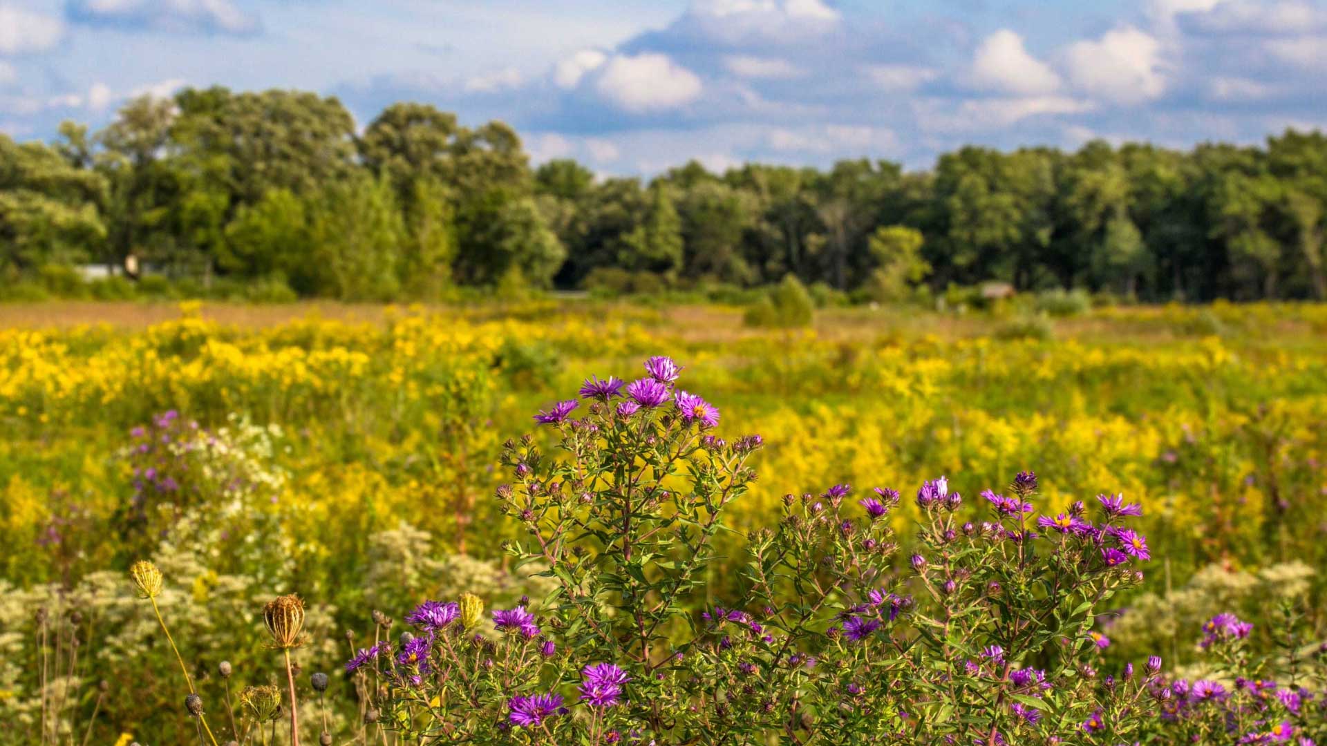 A prairie filled with New England aster and goldenrod.