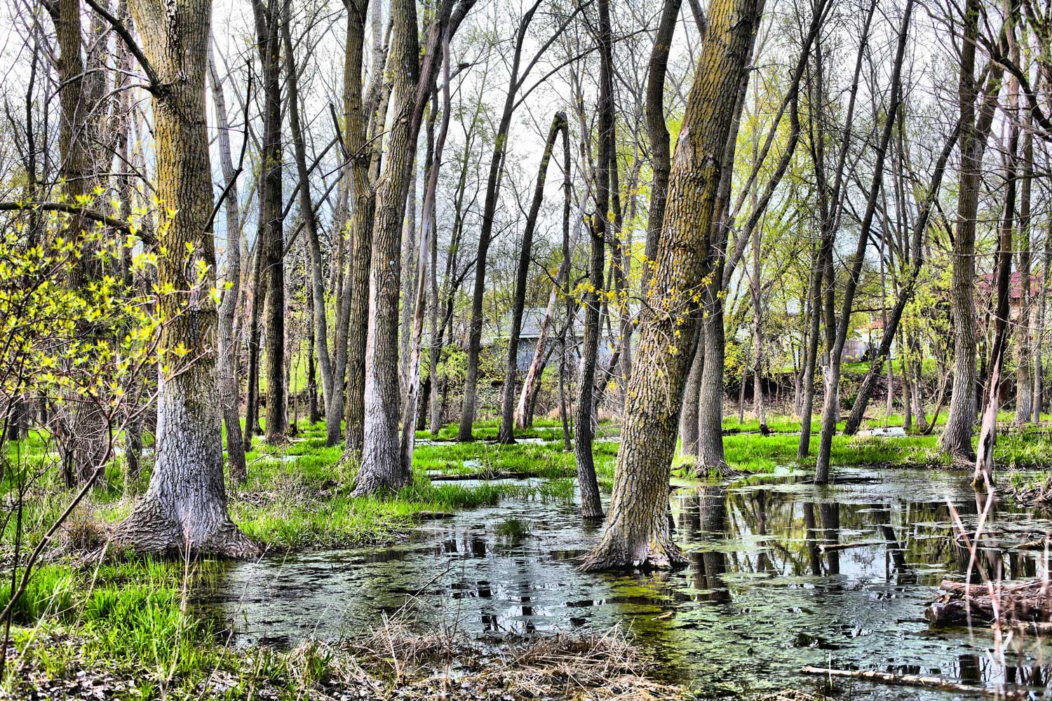 What Is A Marshy Area Of Land Called