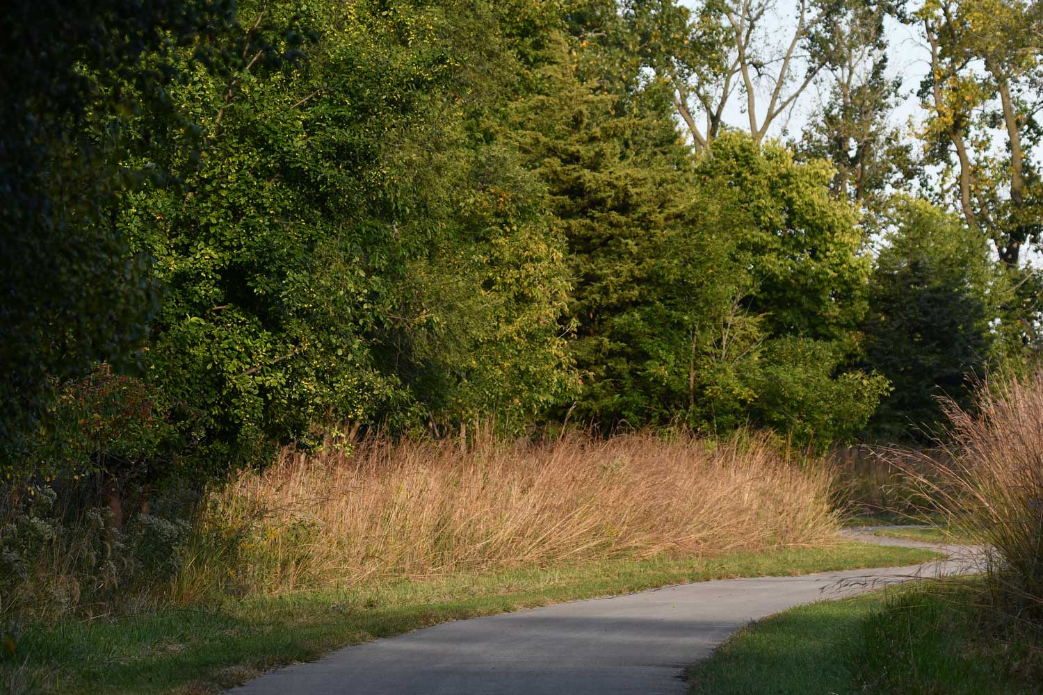 Paved trail lined with grasses and trees.