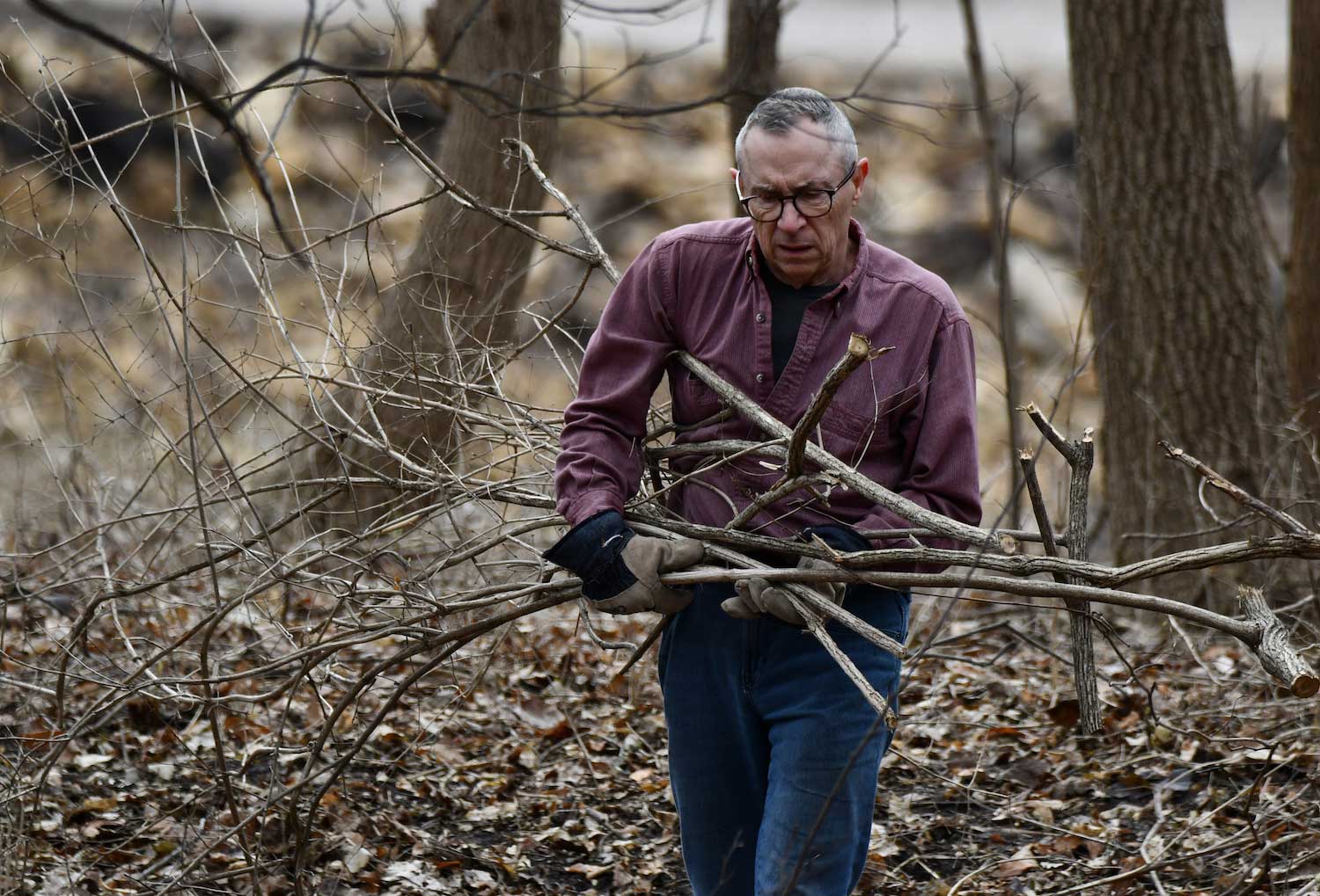 A person hauling cut branches across the ground.