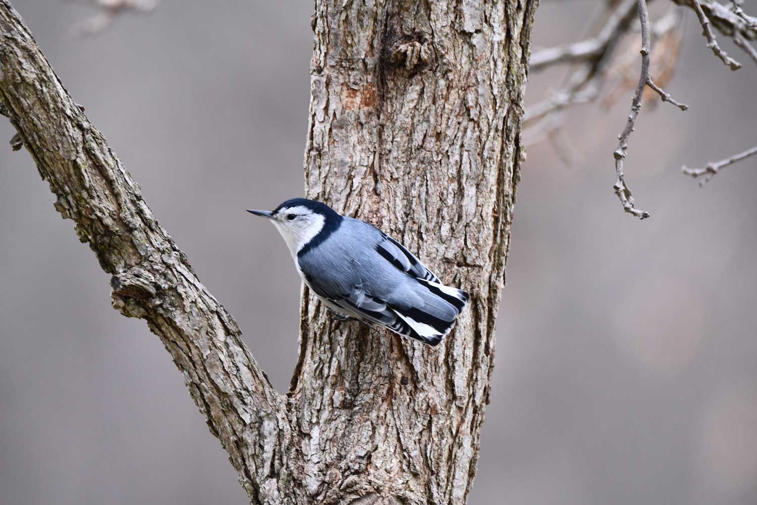 A white-breasted nuthatch on a tree trunk.