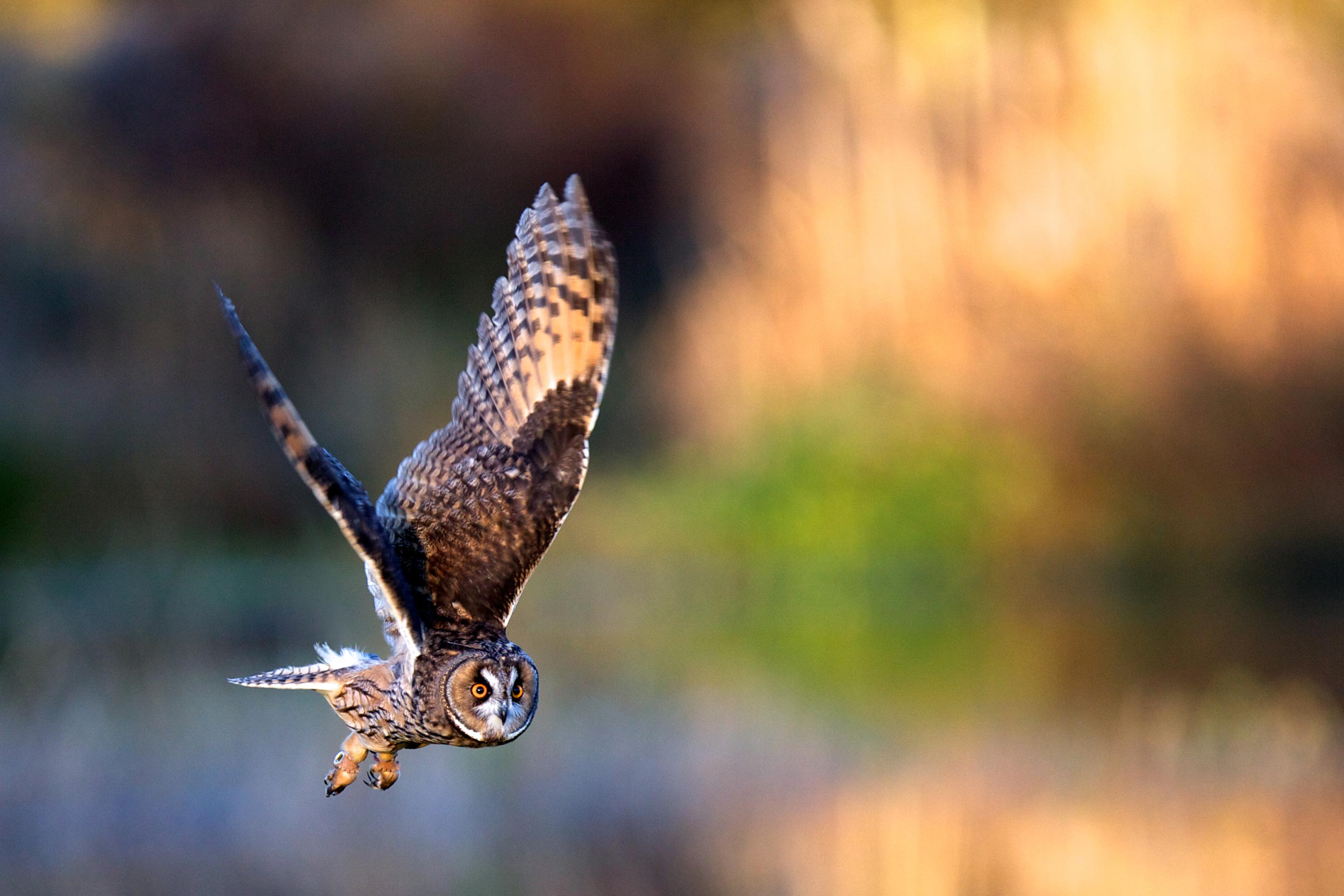 A long-eared owl in flight.