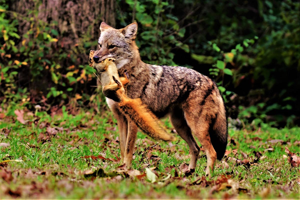 Creature feature Coyotes the opportunistic eaters Forest