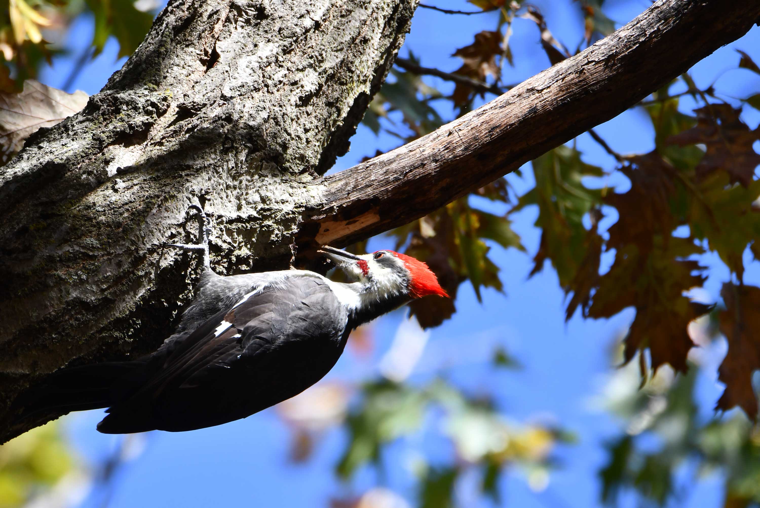 A pileated woodpecker pecking at a tree branch.