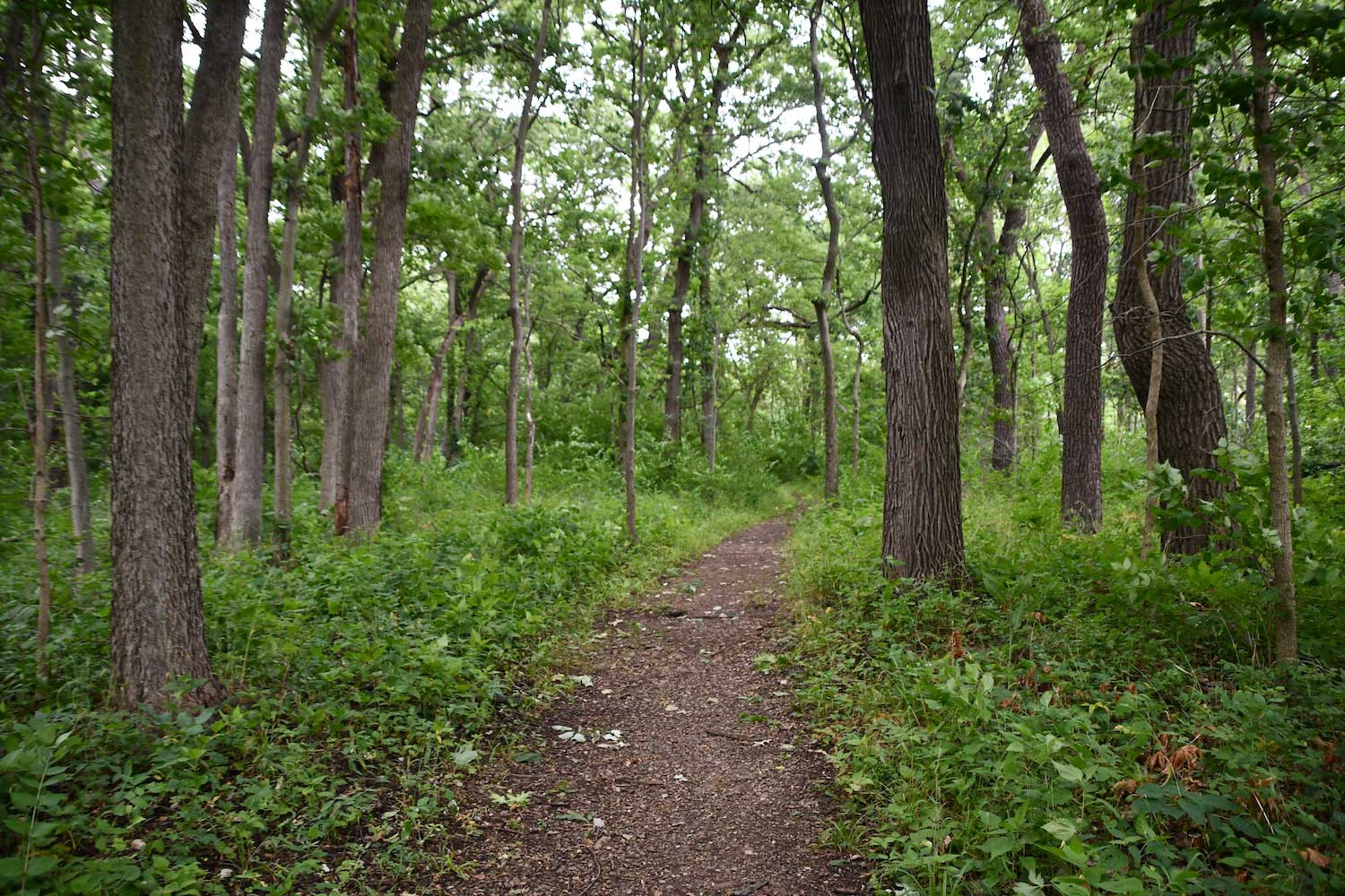 A dirt trail cutting through a forest.