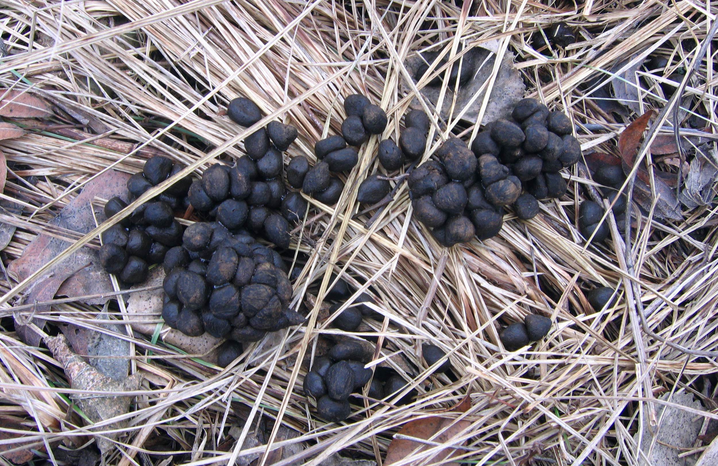 Black Poop In Garden What Animal