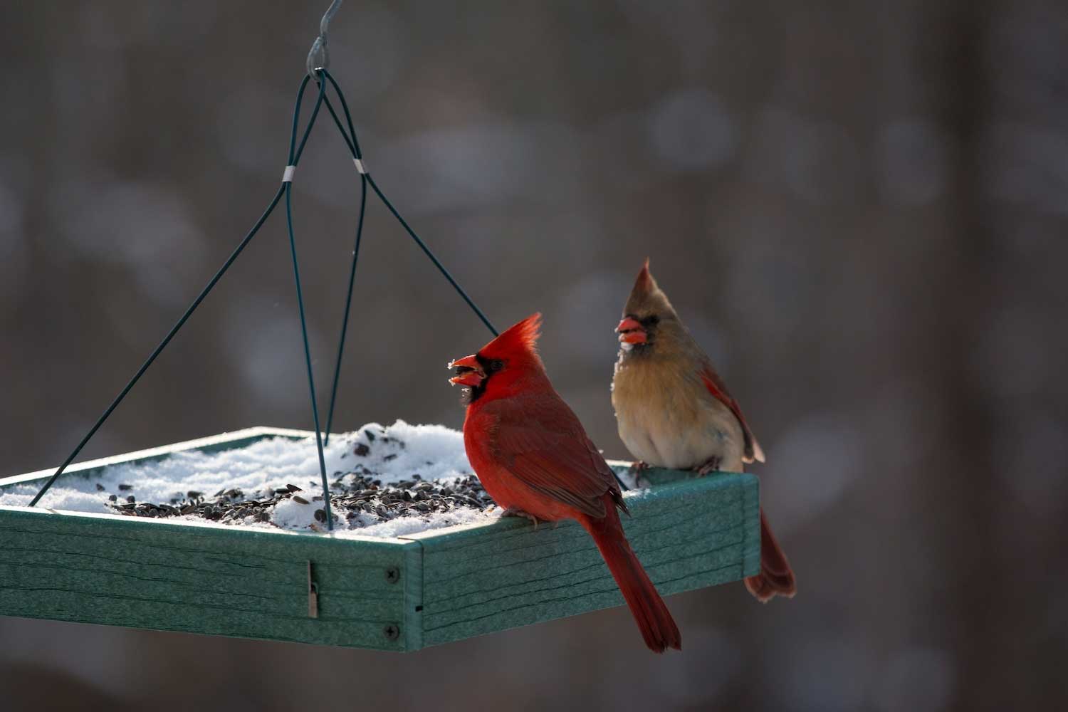 A male and female cardinal perched on the edges of a tray feeder.